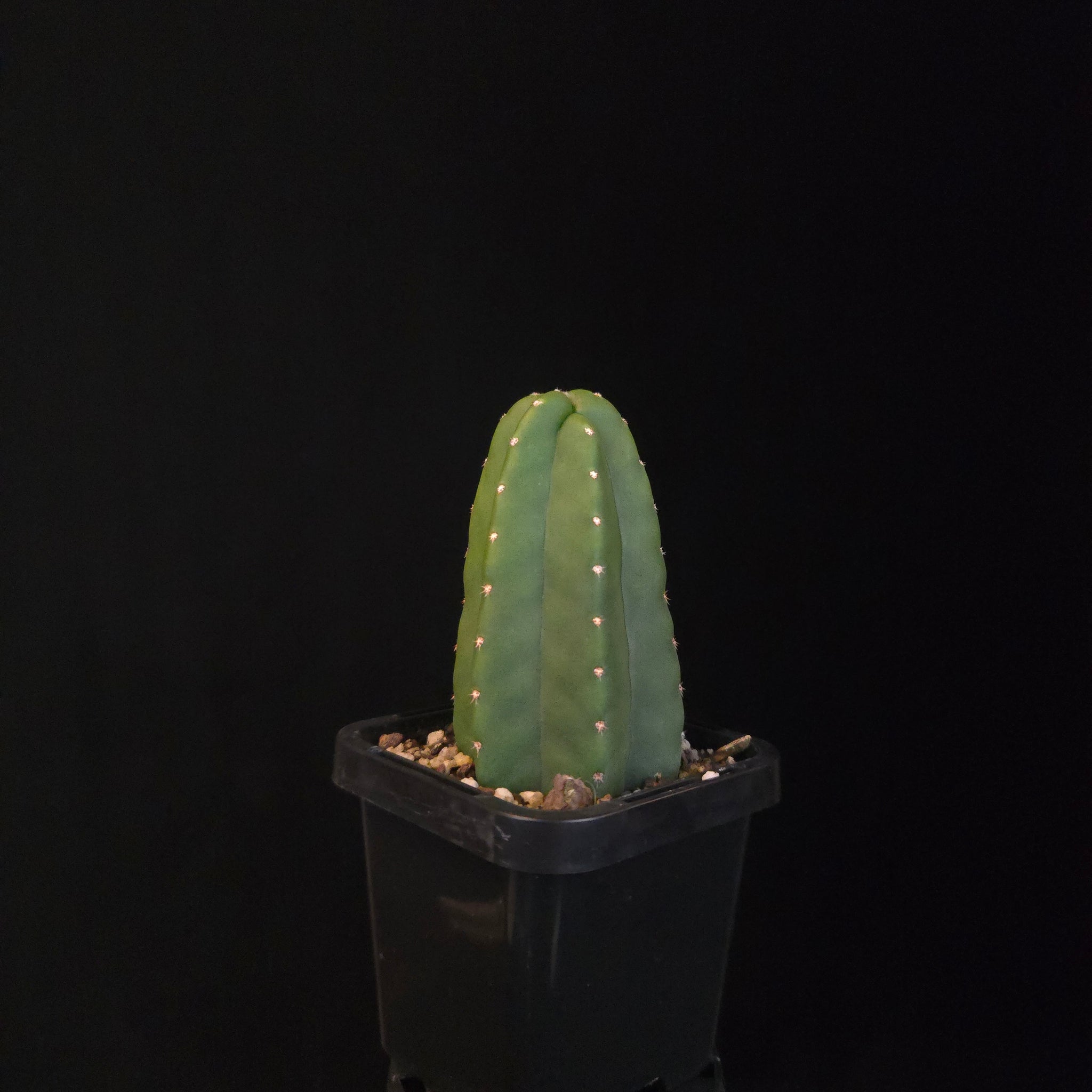 Echinocereus genthyi (syn. Echinocereus scheeri)