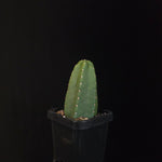 Echinocereus genthyi (syn. Echinocereus scheeri)