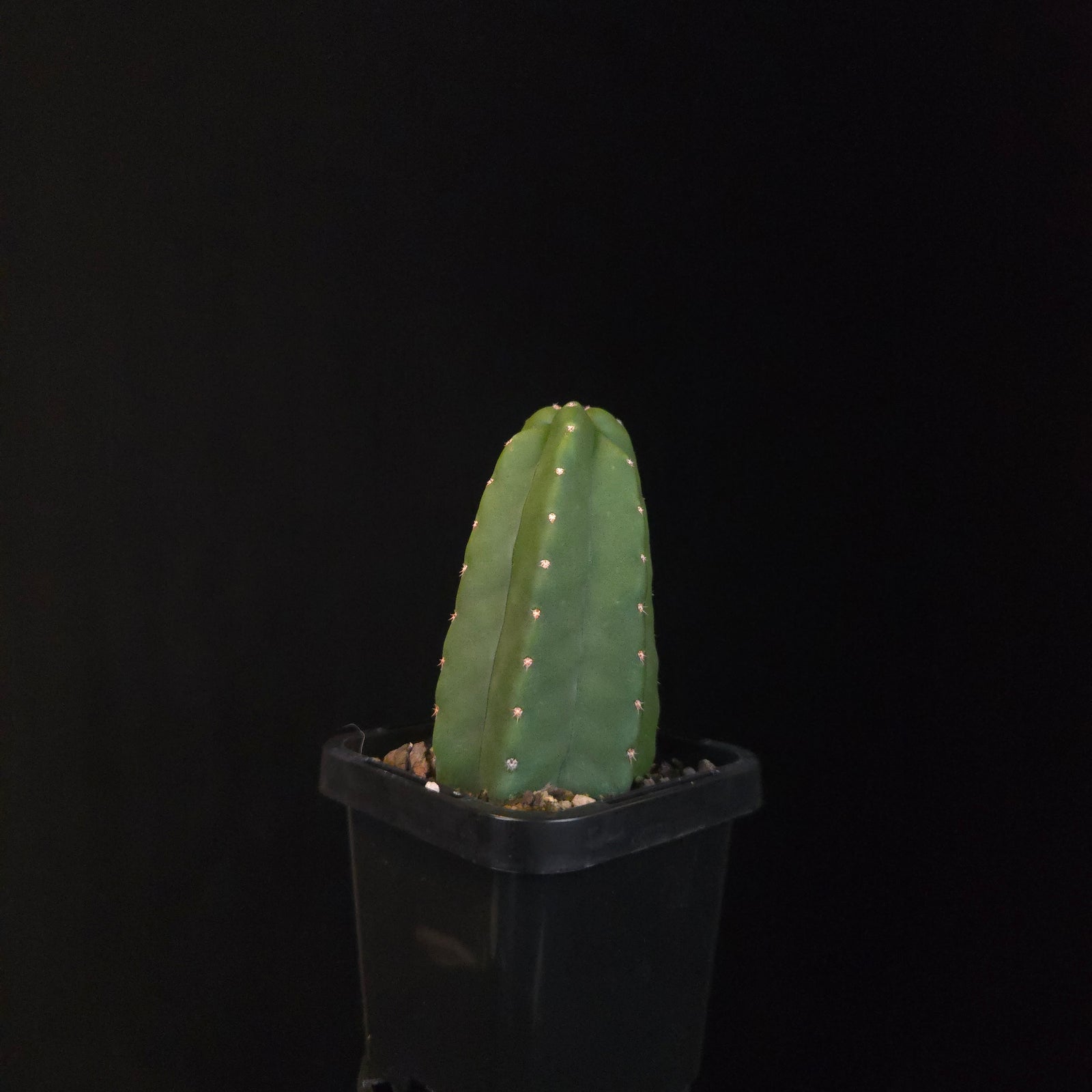 Echinocereus genthyi (syn. Echinocereus scheeri)