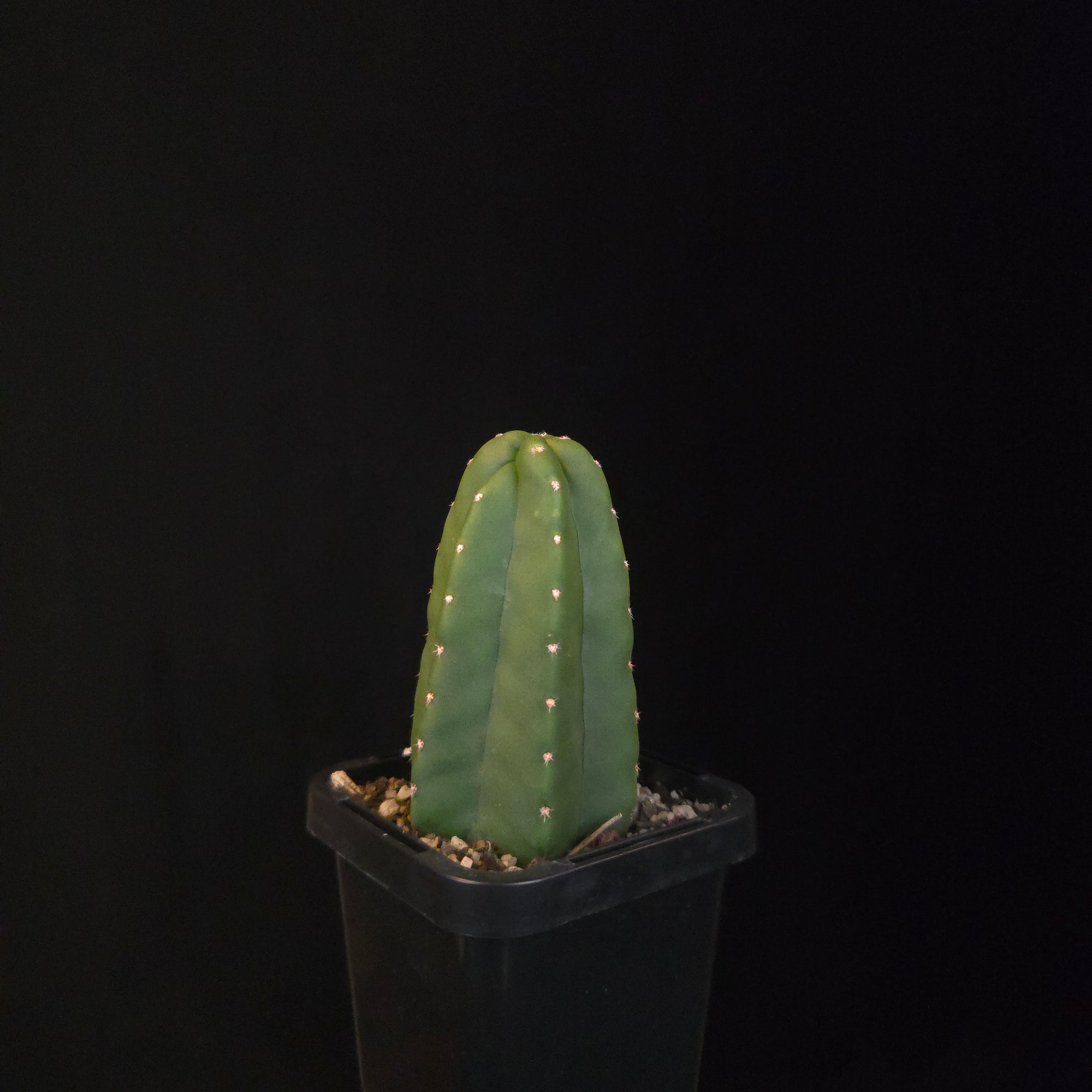 Echinocereus genthyi (syn. Echinocereus scheeri)