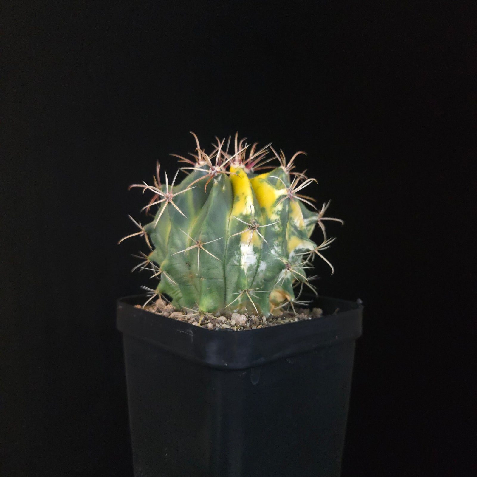 Ferocactus wislizeni f. variegata