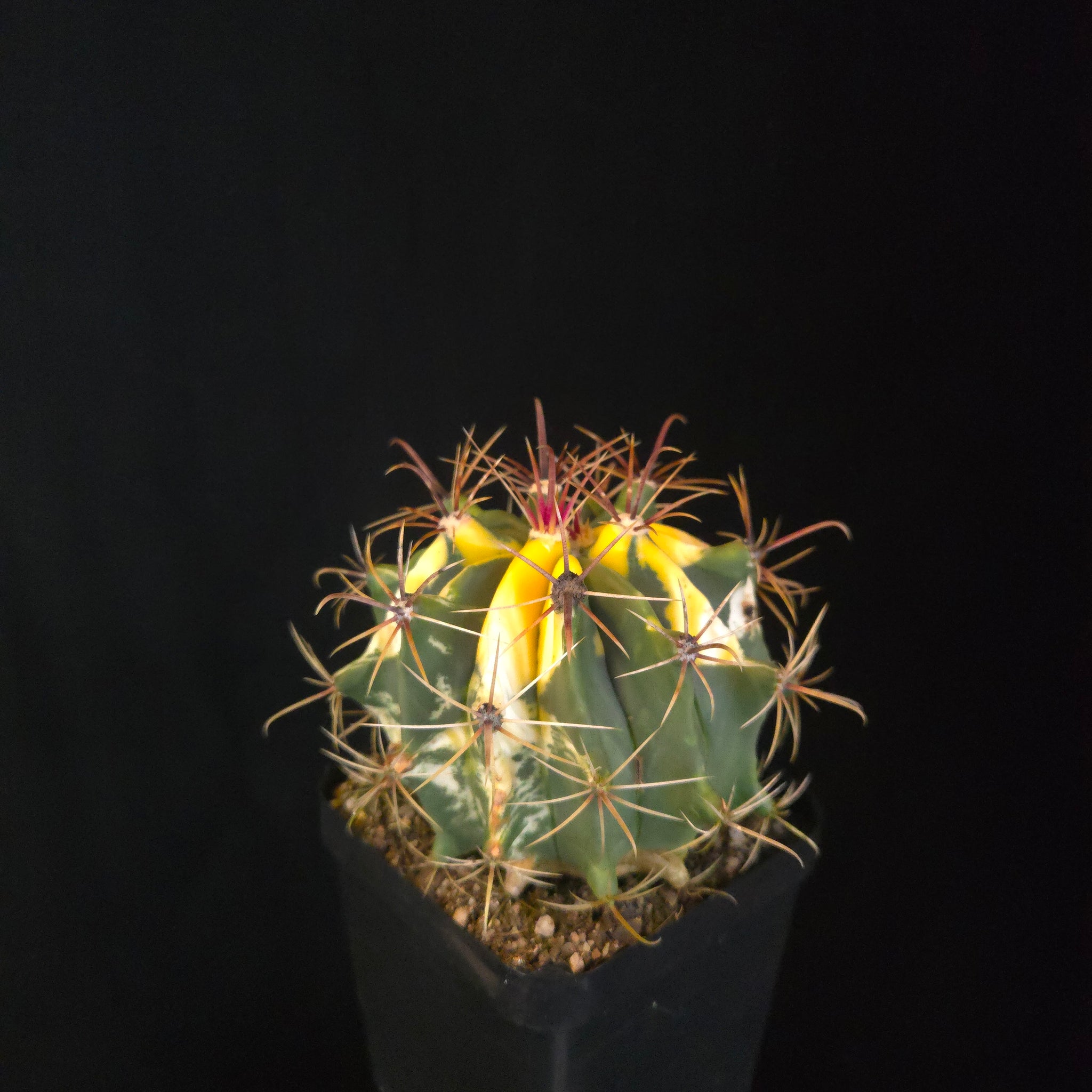 Ferocactus wislizeni f. variegata