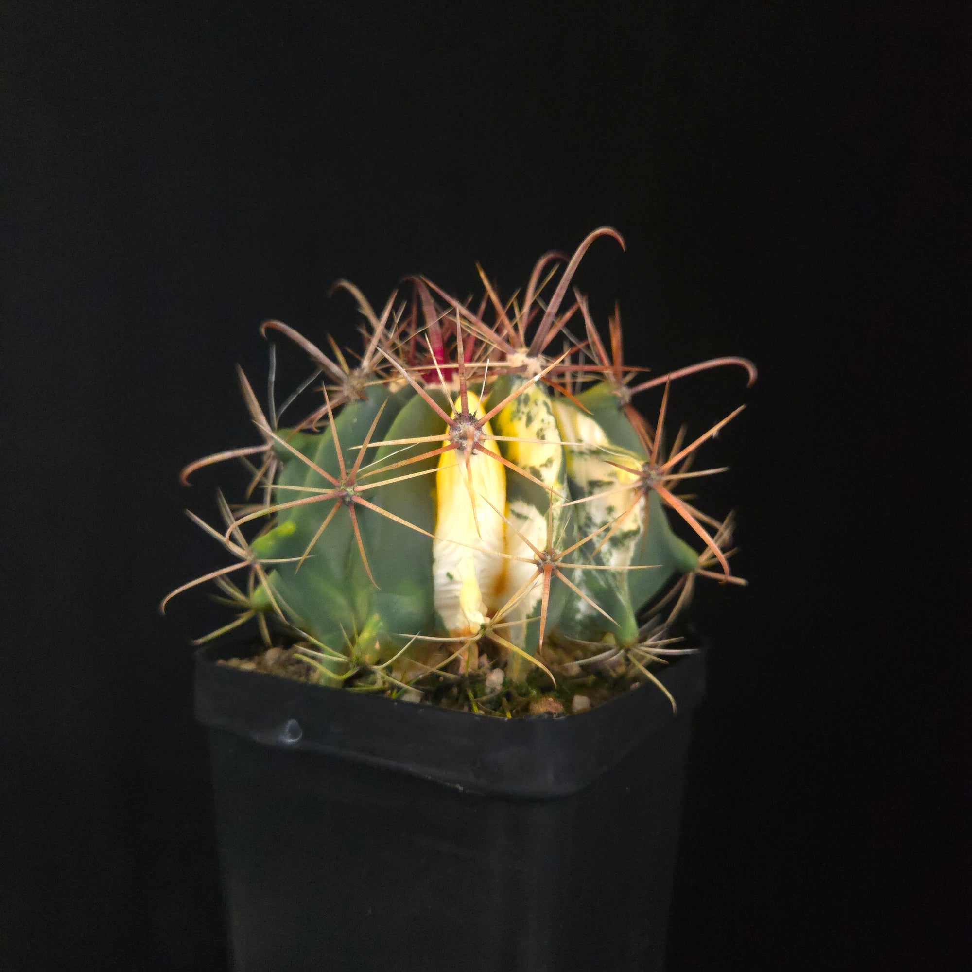 Ferocactus wislizeni f. variegata