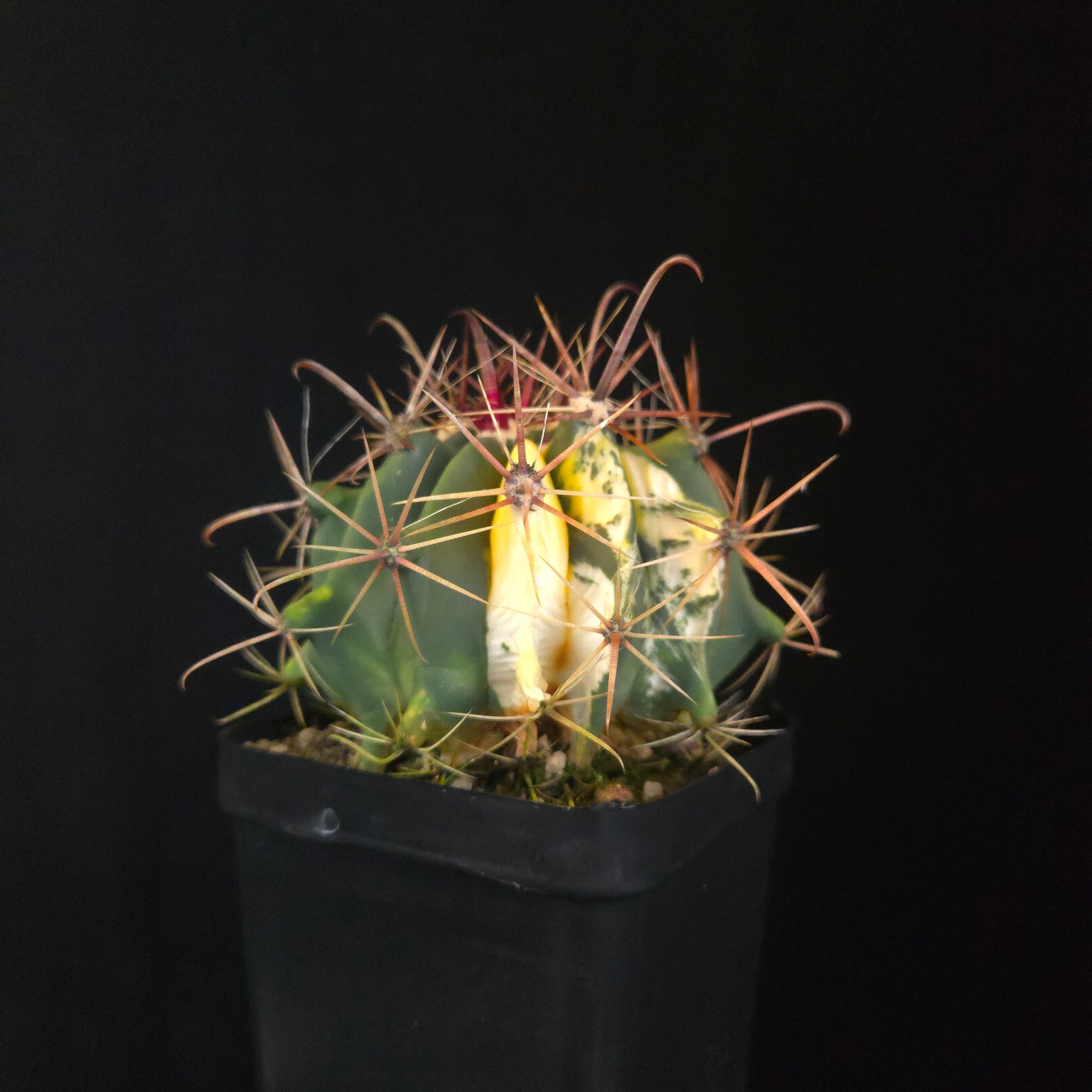Ferocactus wislizeni f. variegata