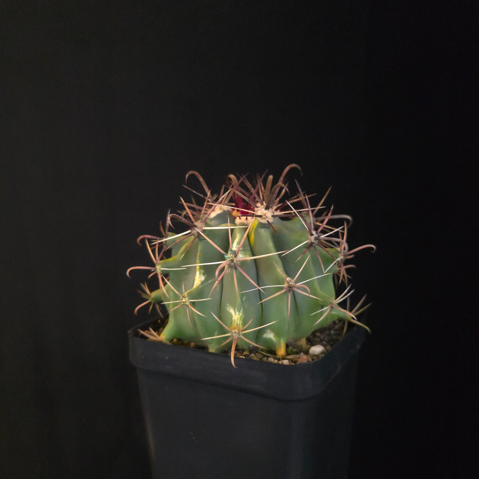 Ferocactus wislizeni f. variegata