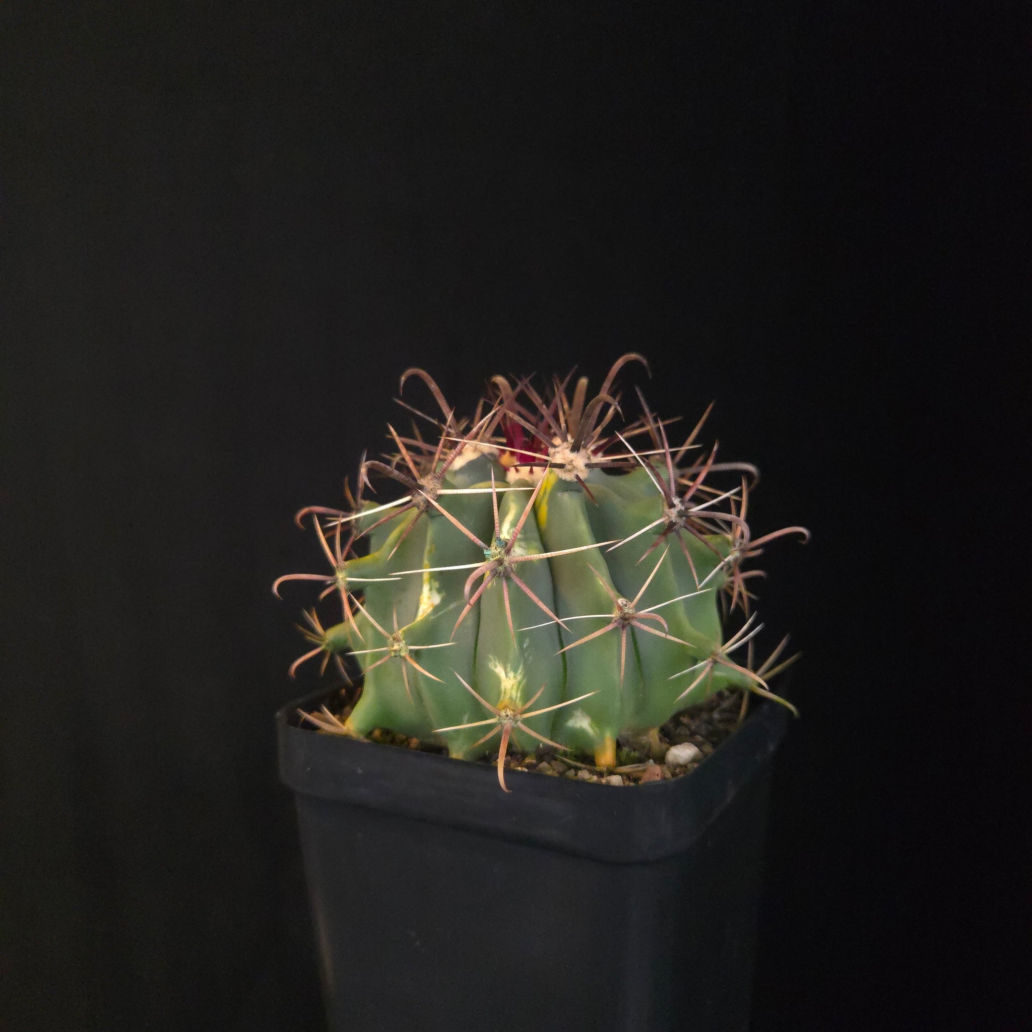 Ferocactus wislizeni f. variegata