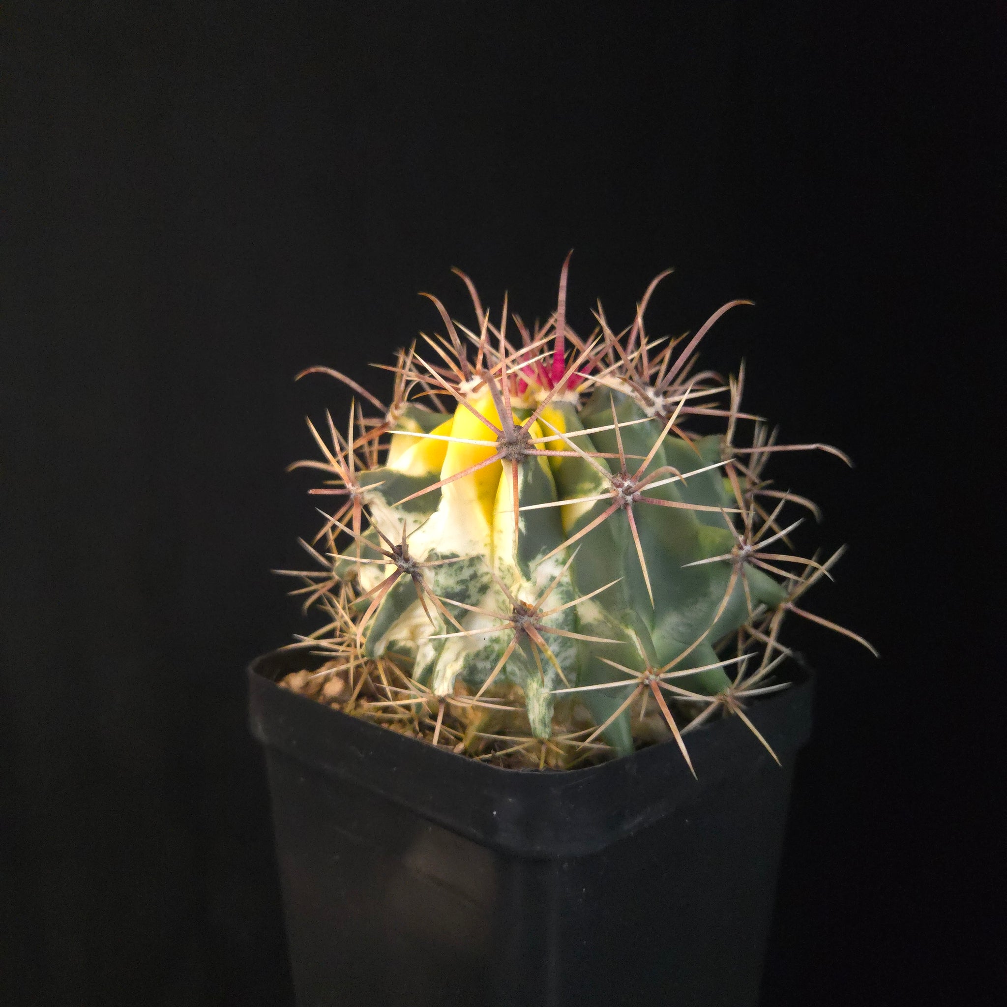 Ferocactus wislizeni f. variegata