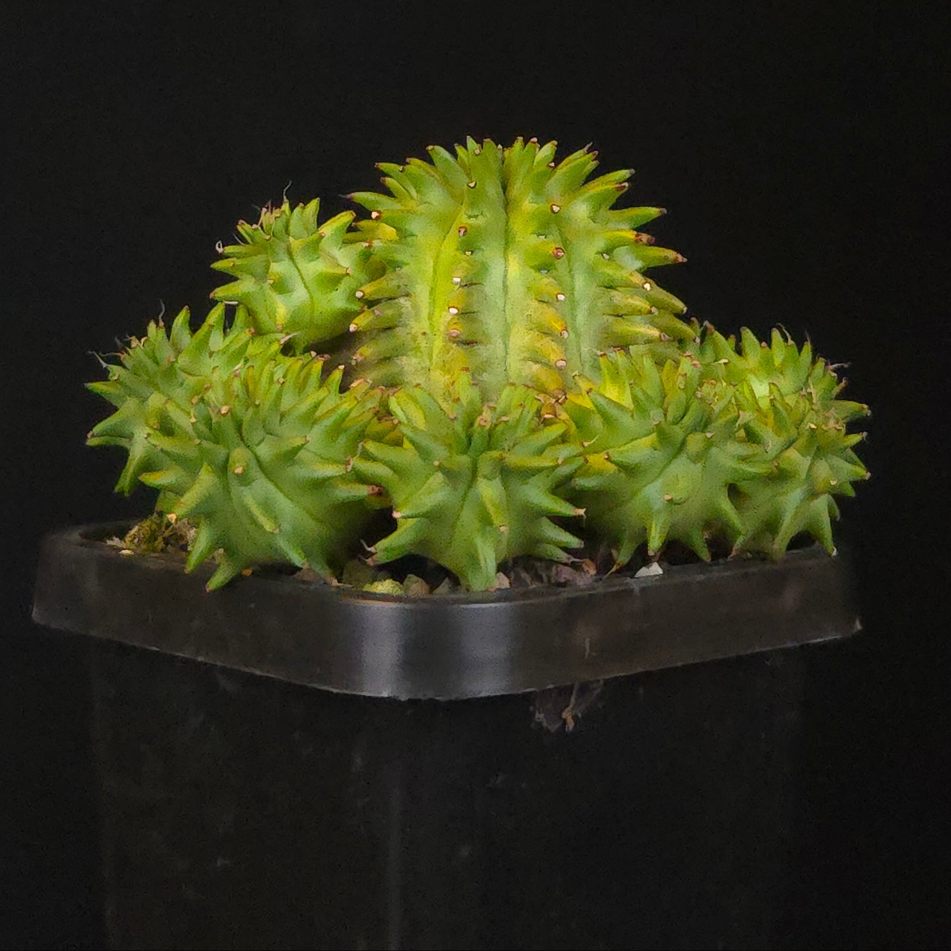 Euphorbia suzannae