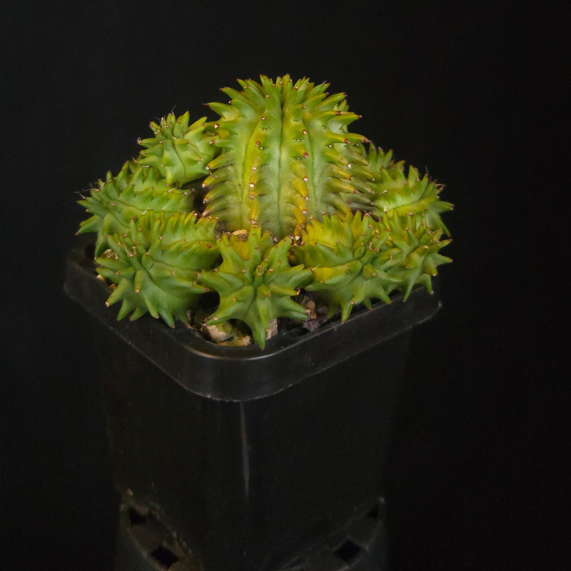 Euphorbia suzannae