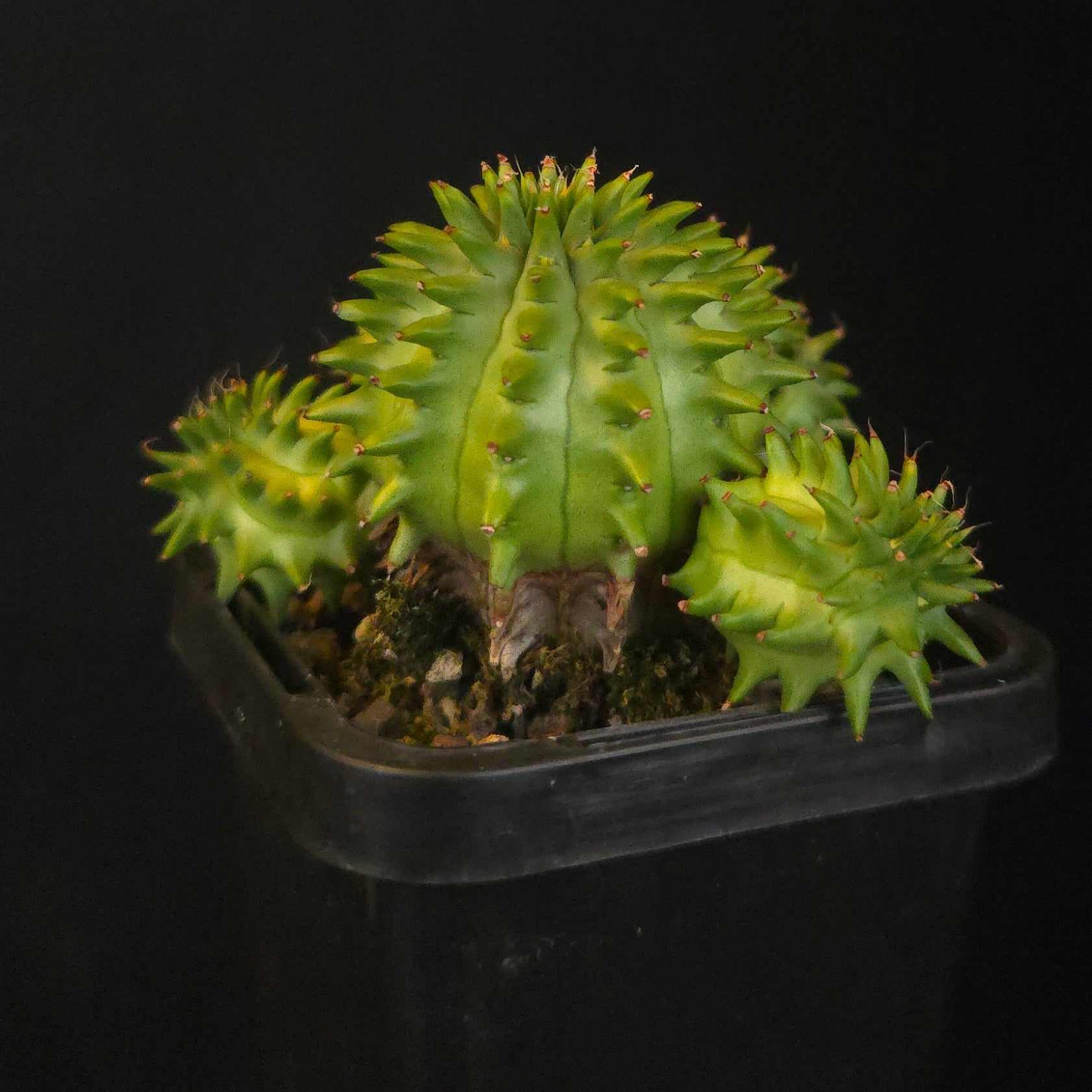 Euphorbia suzannae