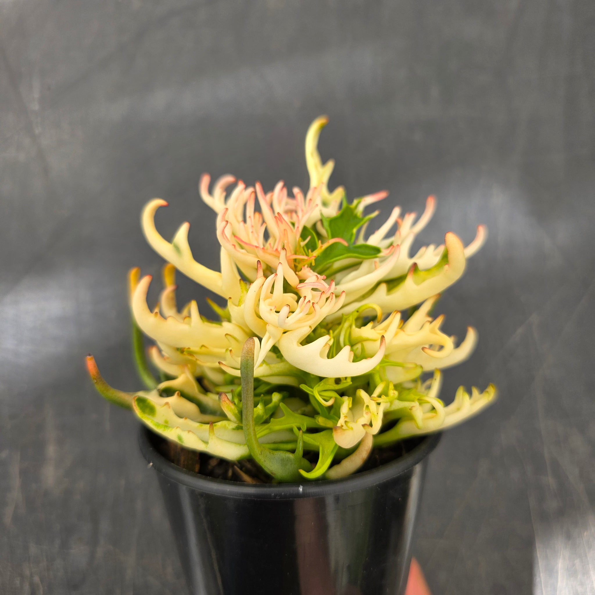 Kalanchoe 'Tarantula' variegated