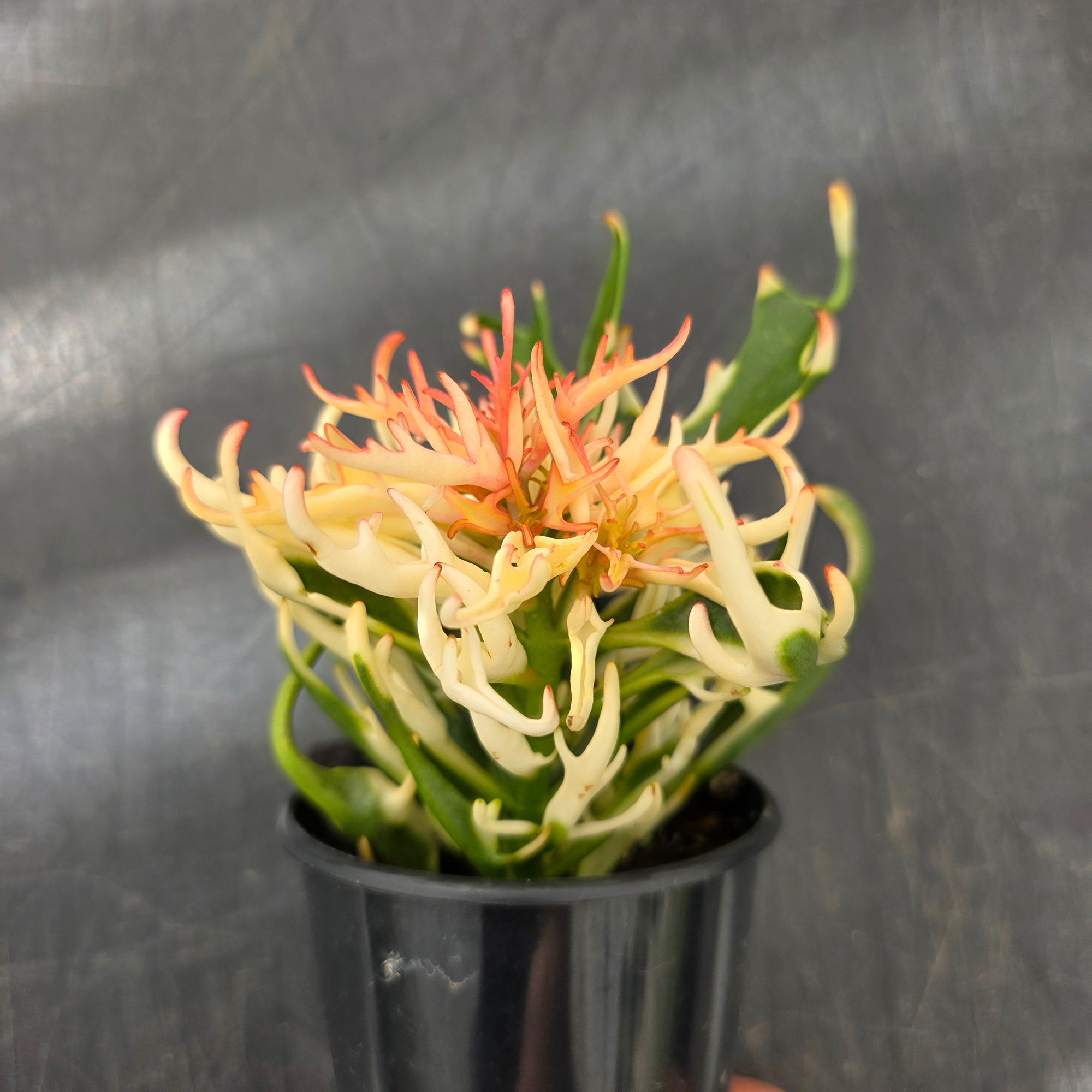 Kalanchoe 'Tarantula' variegated