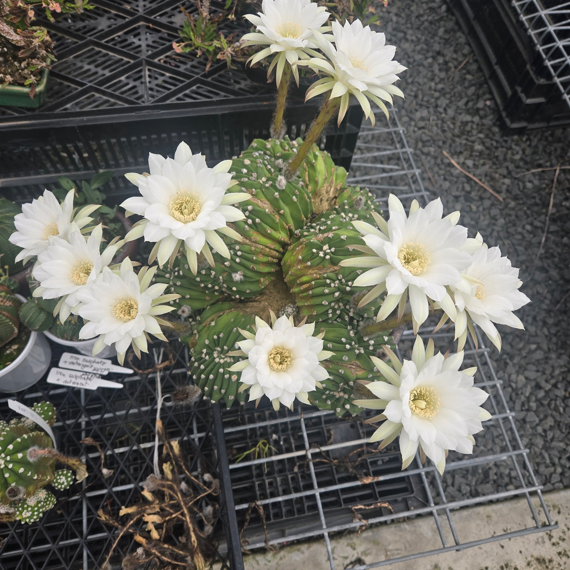 Echinopsis subdenudata f. cristata (syn. subdenudatus)