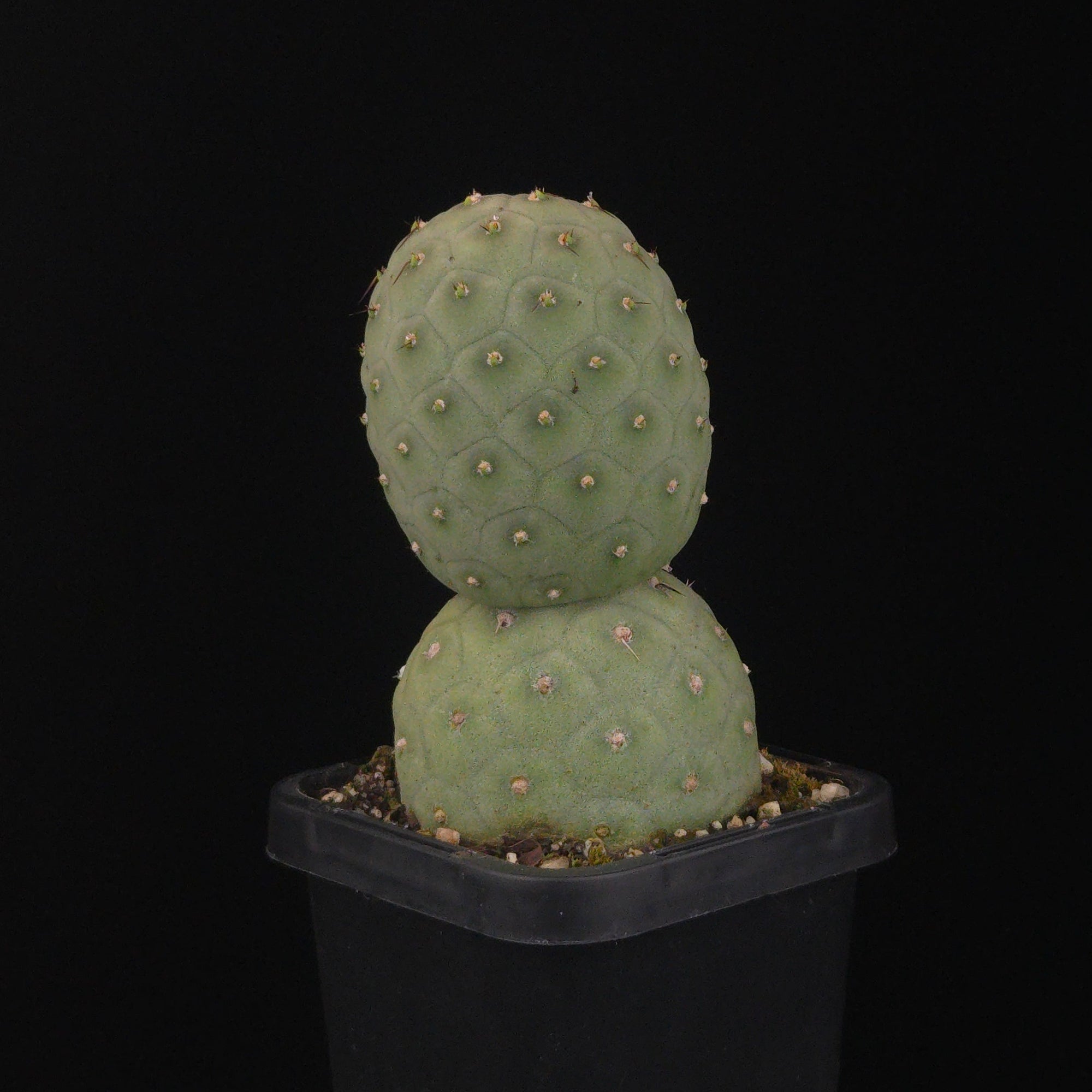 Tephrocactus geometricus (SA/WA Prohibited)