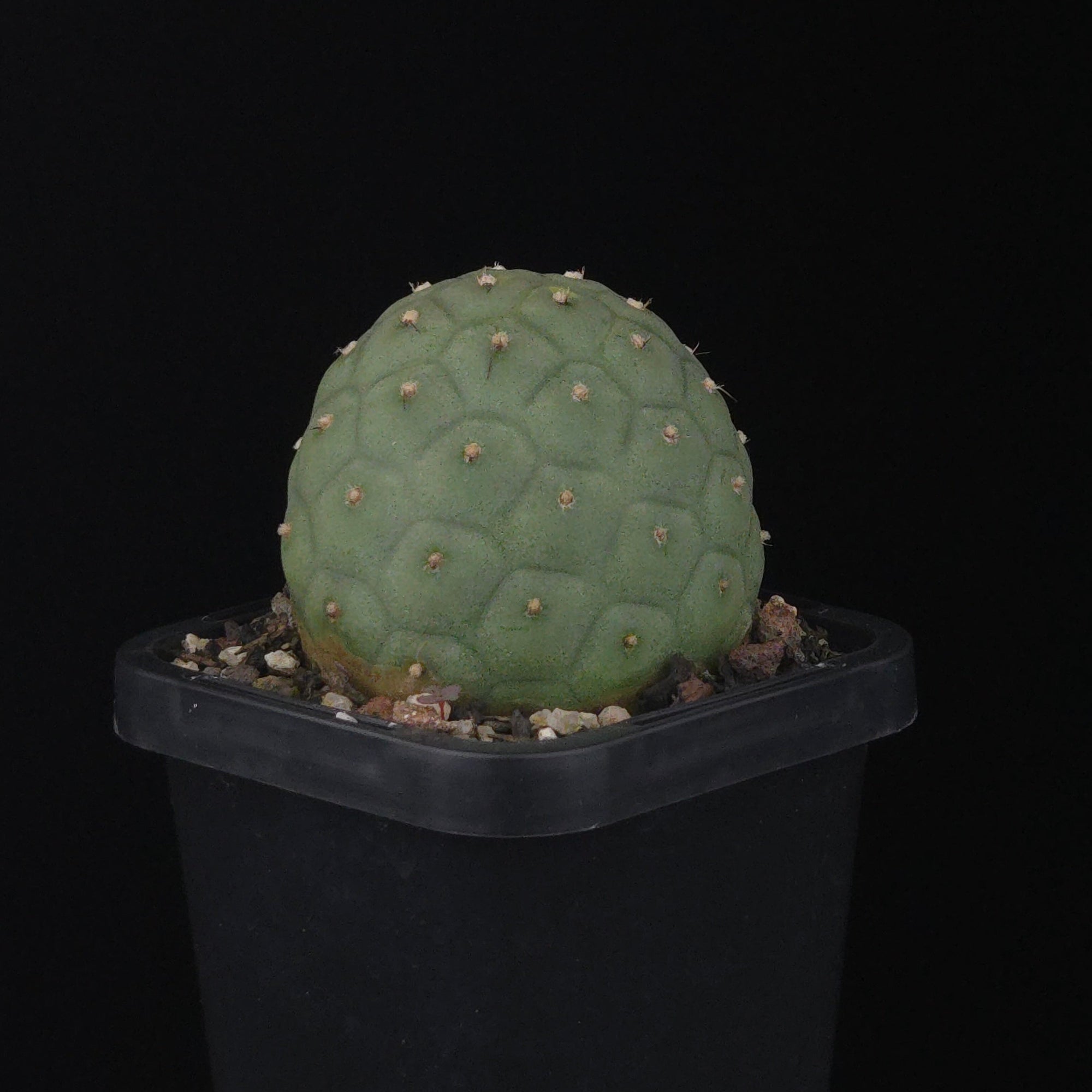Tephrocactus geometricus (SA/WA Prohibited)