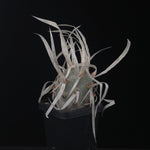 Tephrocactus articulatus var. papyracanthus (Large Form) (WA & SA Prohibited)