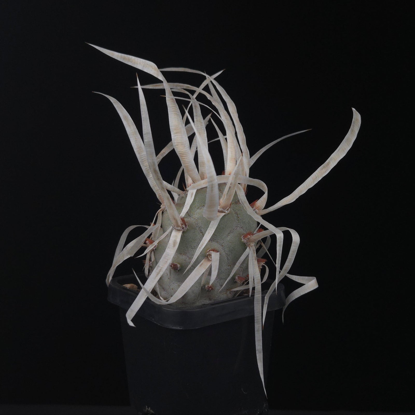 Tephrocactus articulatus var. papyracanthus (Large Form) (WA & SA Prohibited)