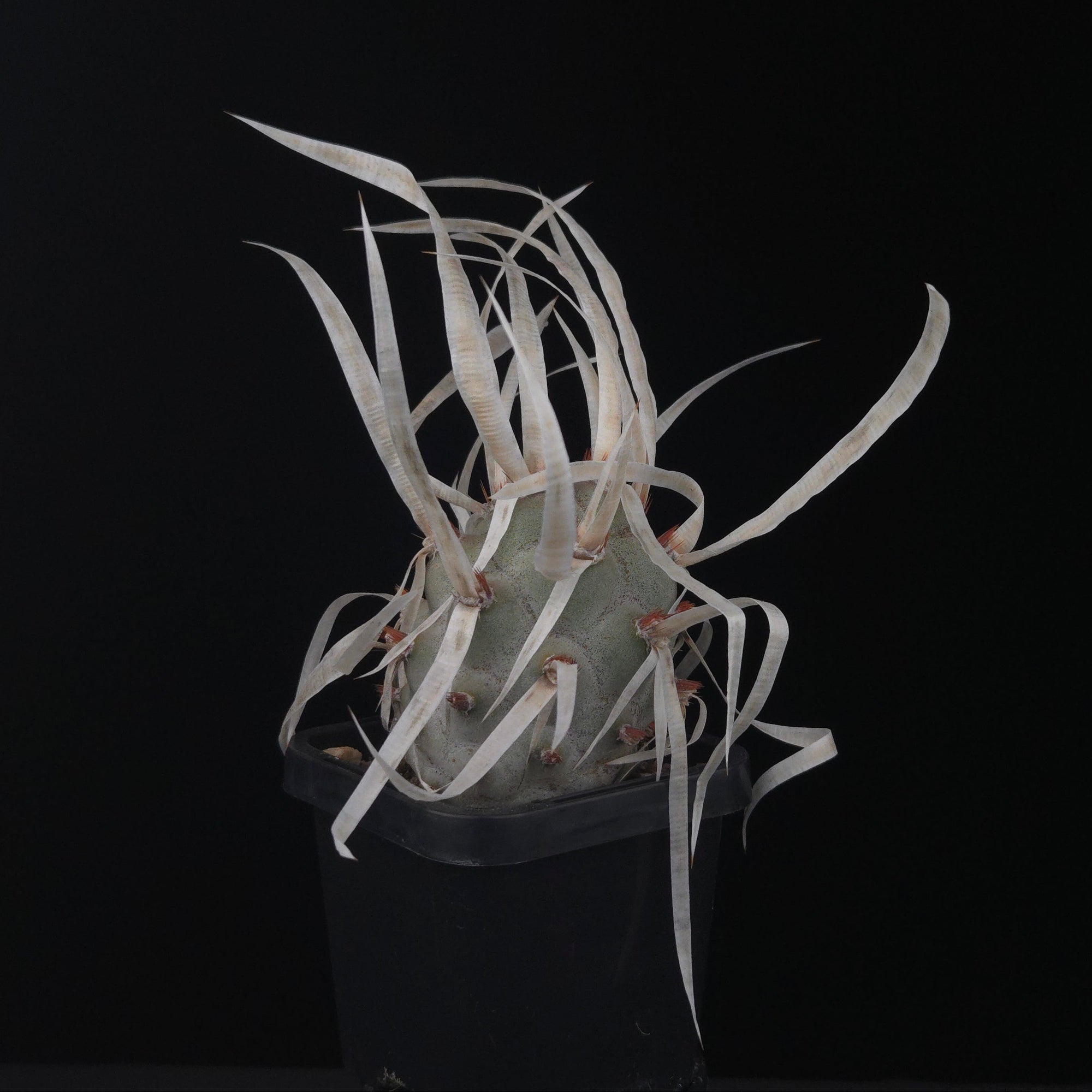 Tephrocactus articulatus var. papyracanthus (Large Form) (WA & SA Prohibited)