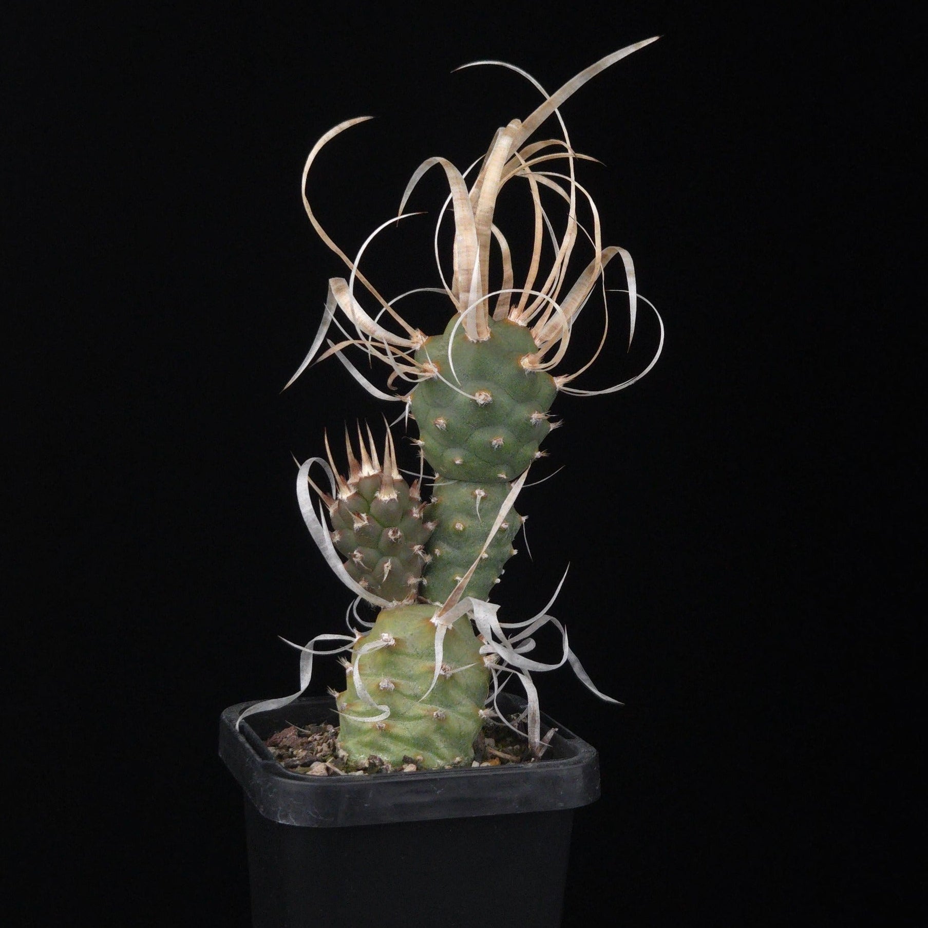 Tephrocactus articulatus var. papyracanthus (WA & SA Prohibited)