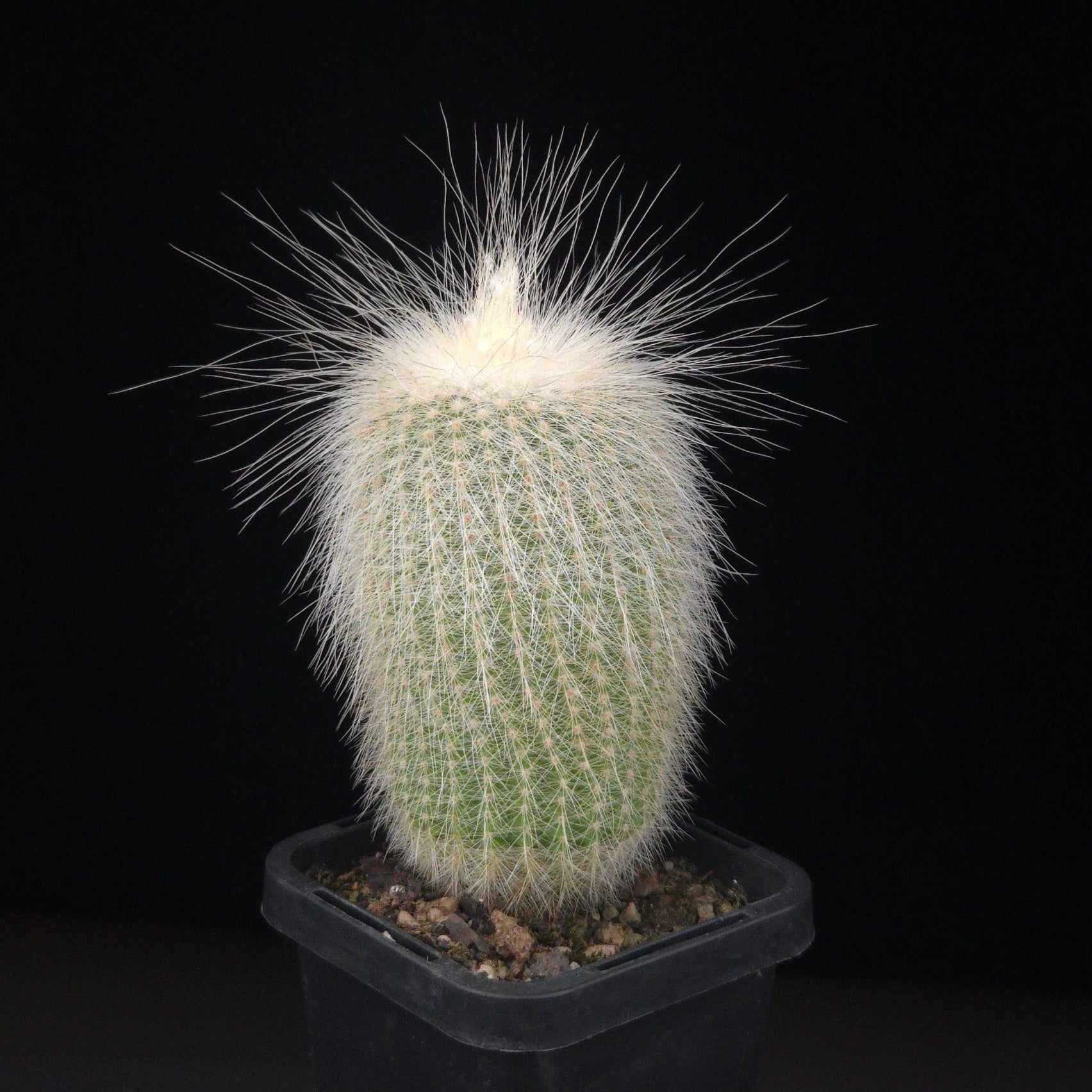 Parodia leninghausii f. albispina