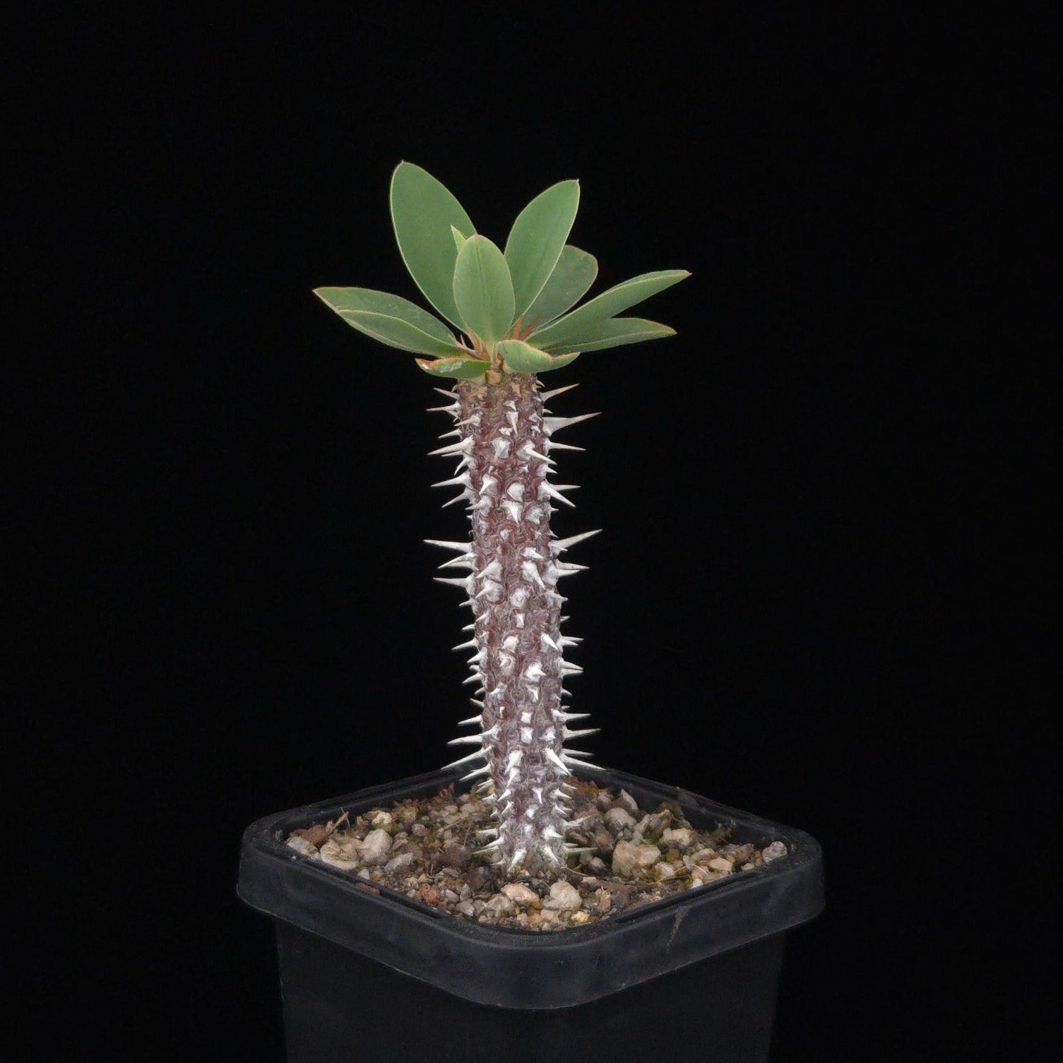 Euphorbia duranii (WA Prohibited)