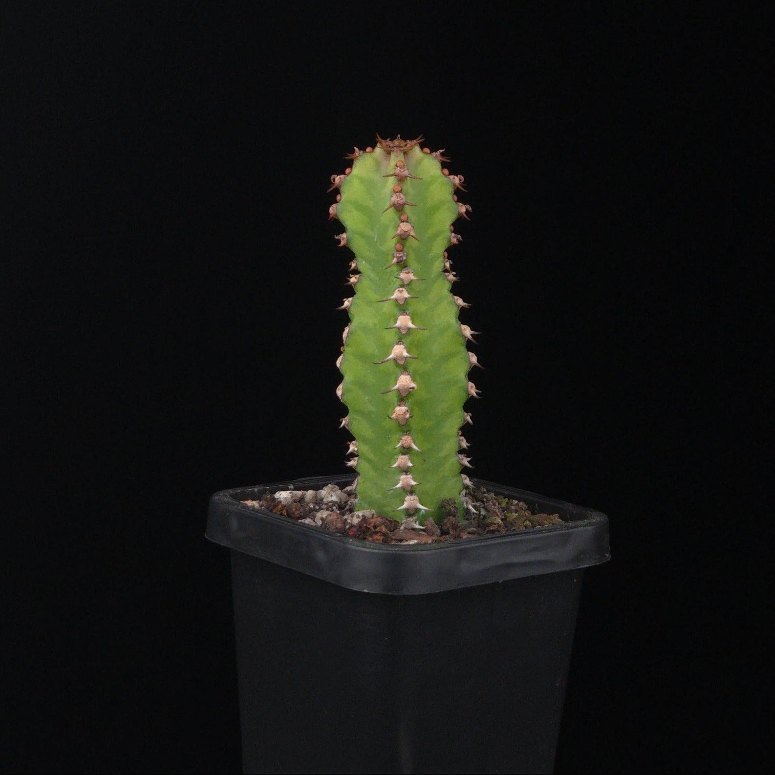 Euphorbia griseola (WA Prohibited)