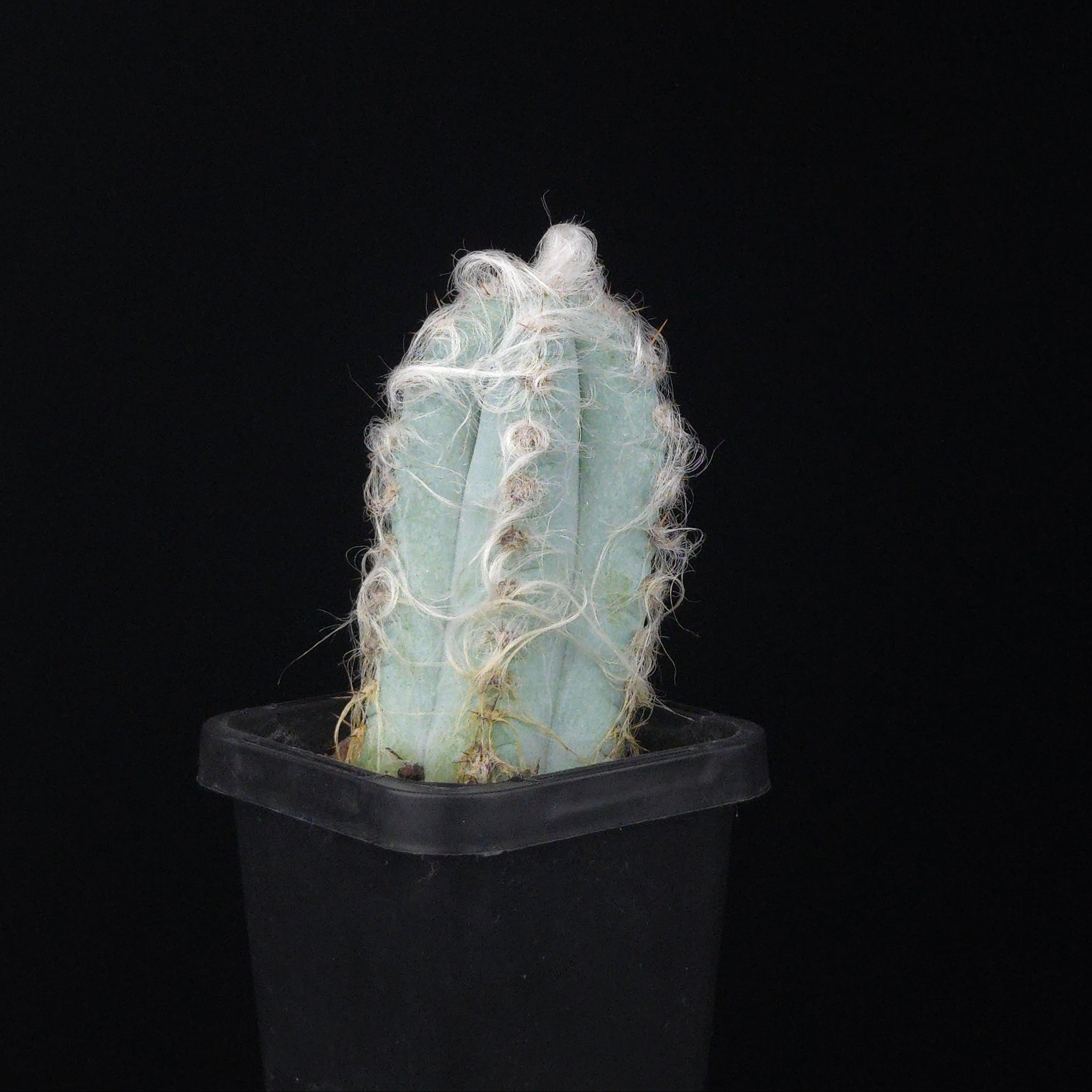 Pilosocereus glaucescens
