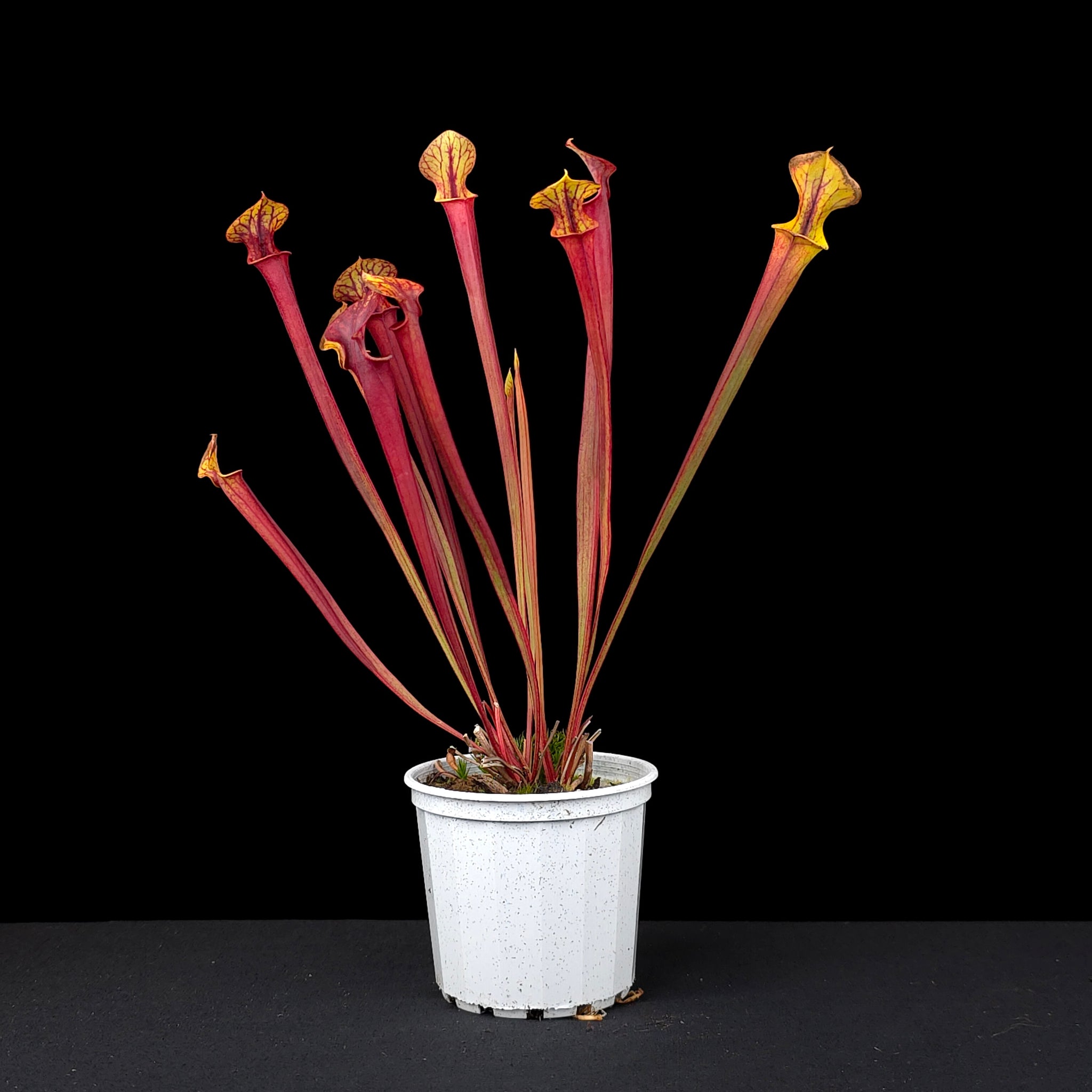 Sarracenia flava 'Red Tube'