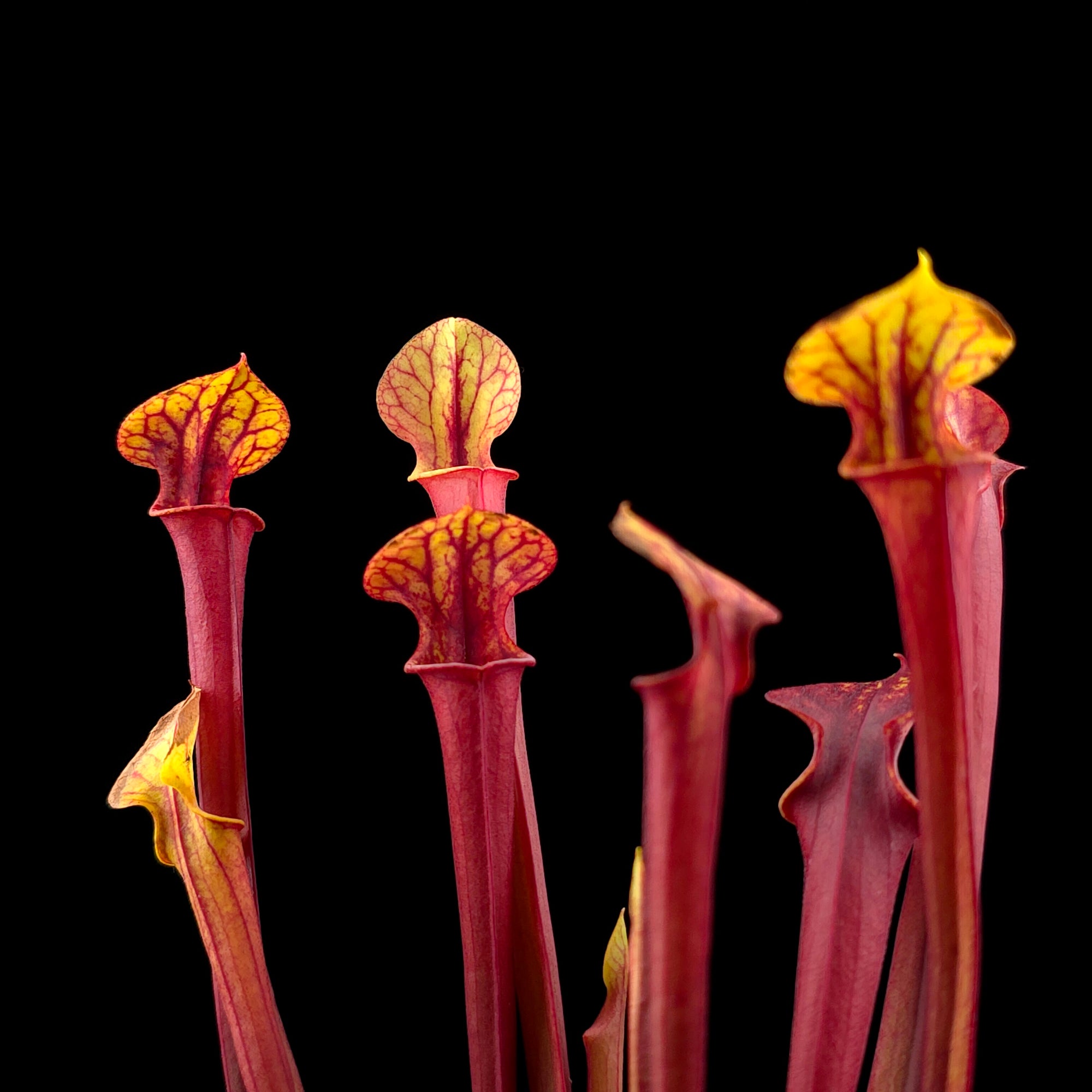Sarracenia flava 'Red Tube'