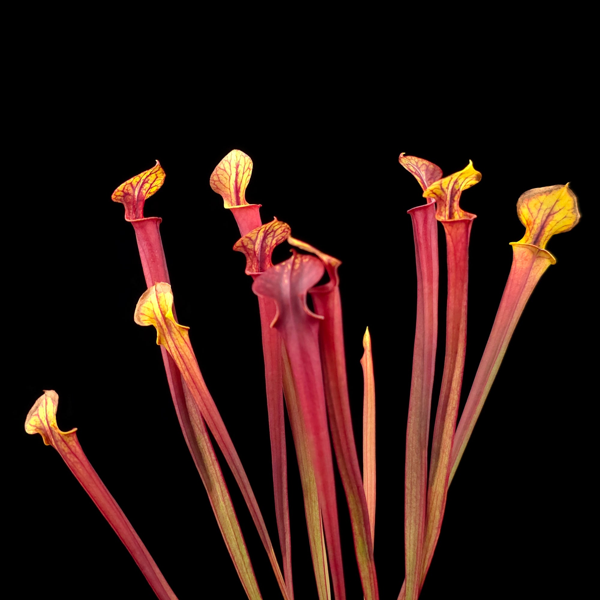 Sarracenia flava 'Red Tube'