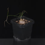 Schizobasis intricata (syn. Drimia intricata)