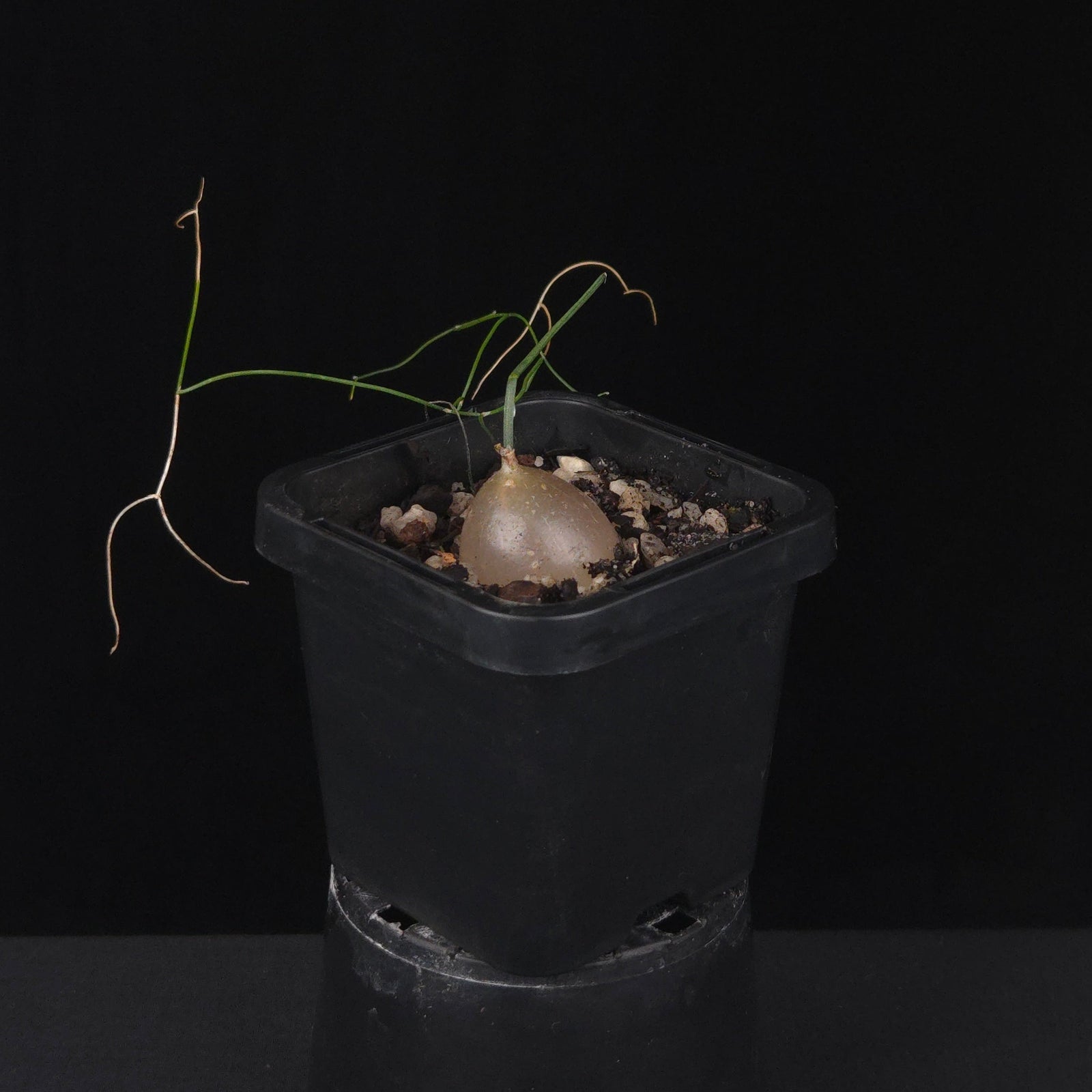 Schizobasis intricata (syn. Drimia intricata)