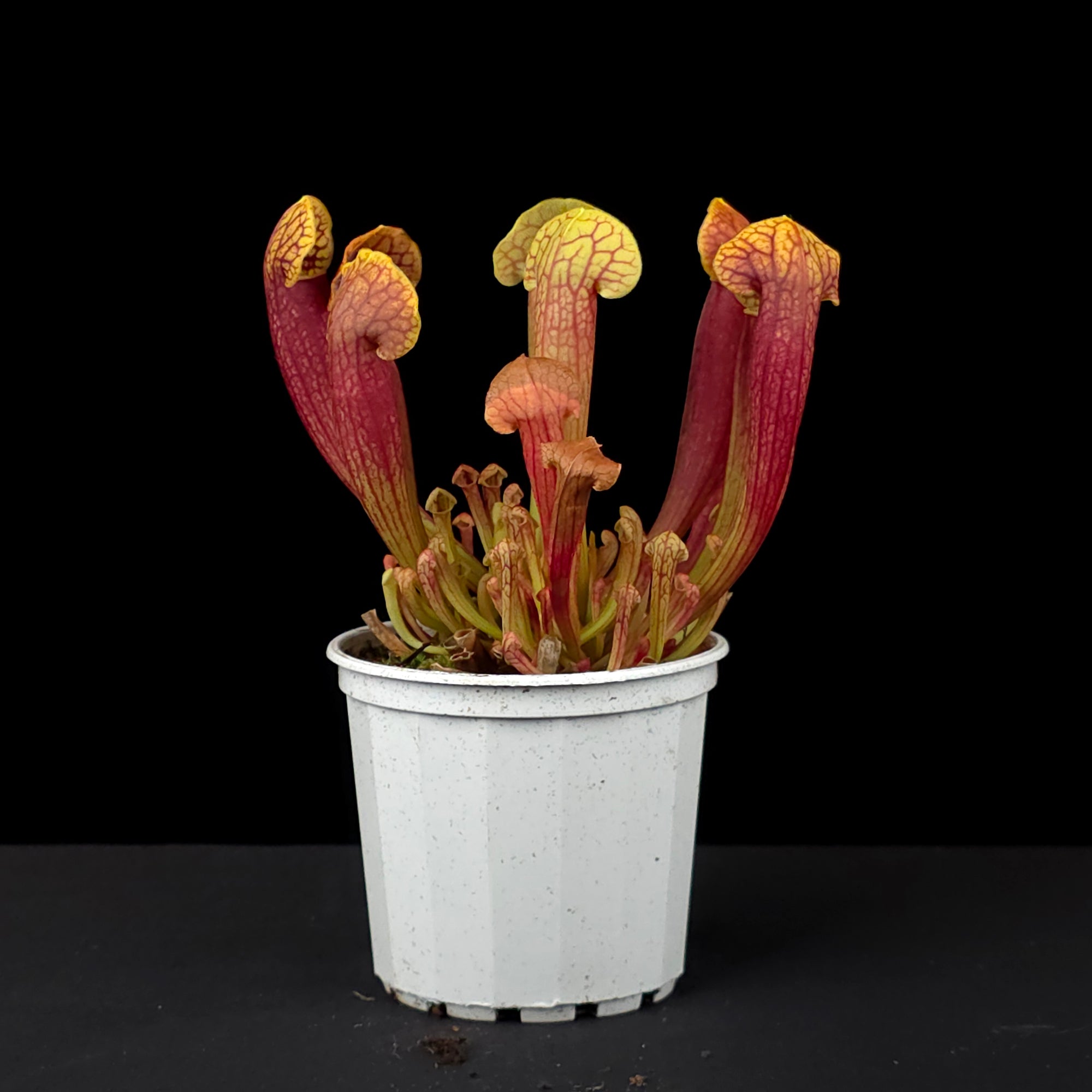 Sarracenia 'Juthatip Soper'