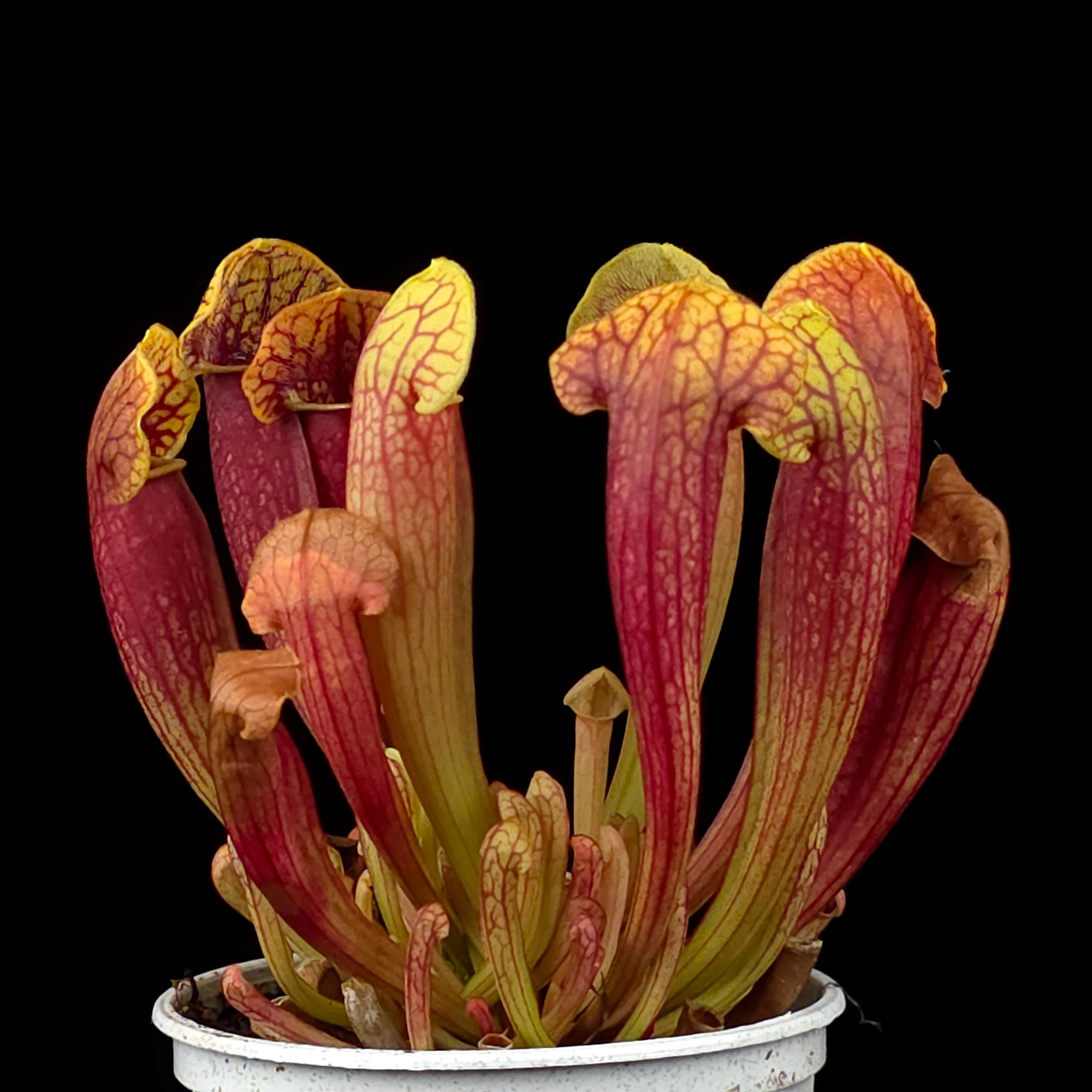 Sarracenia 'Juthatip Soper'