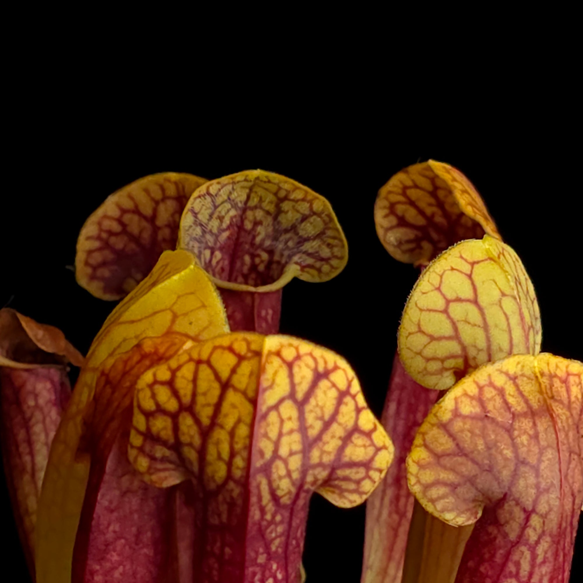 Sarracenia 'Juthatip Soper'