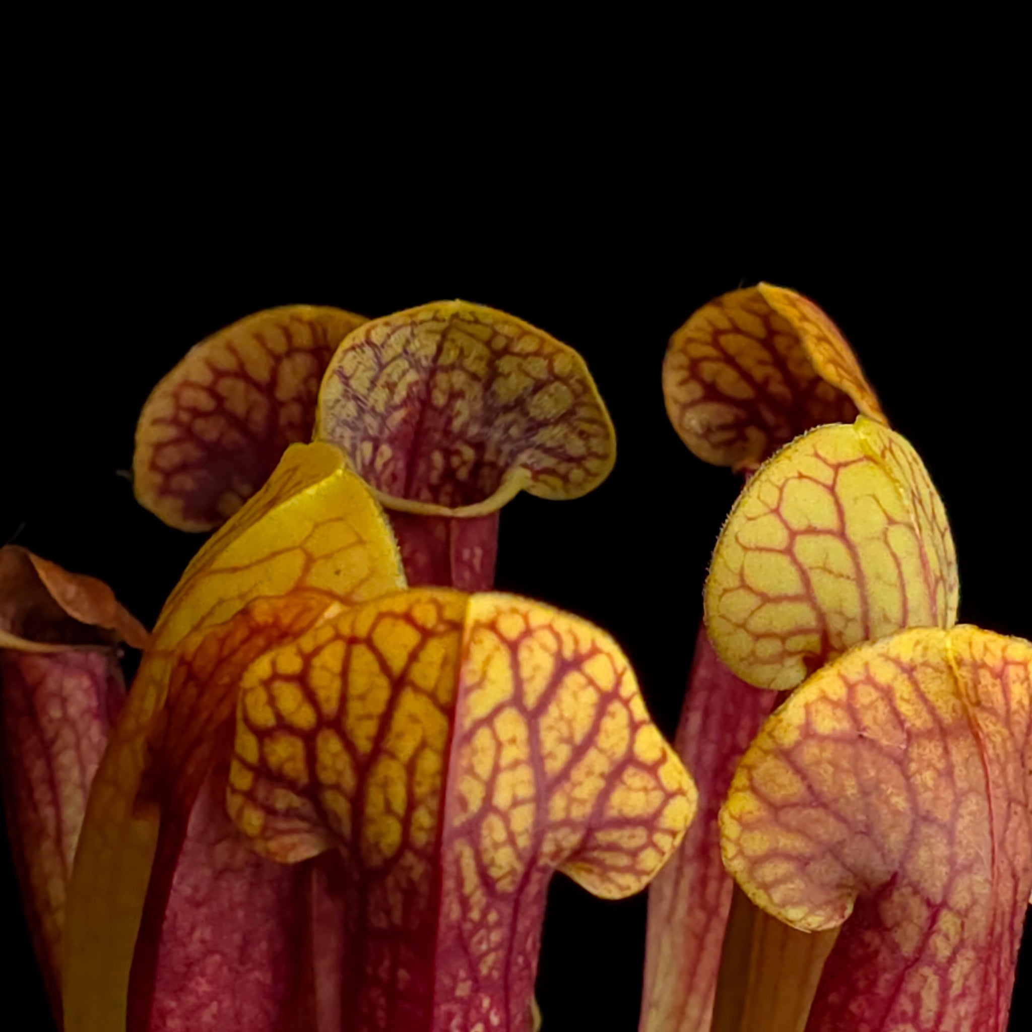 Sarracenia 'Juthatip Soper'