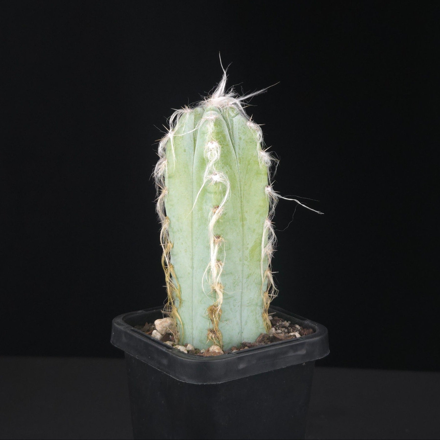 Pilosocereus glaucescens