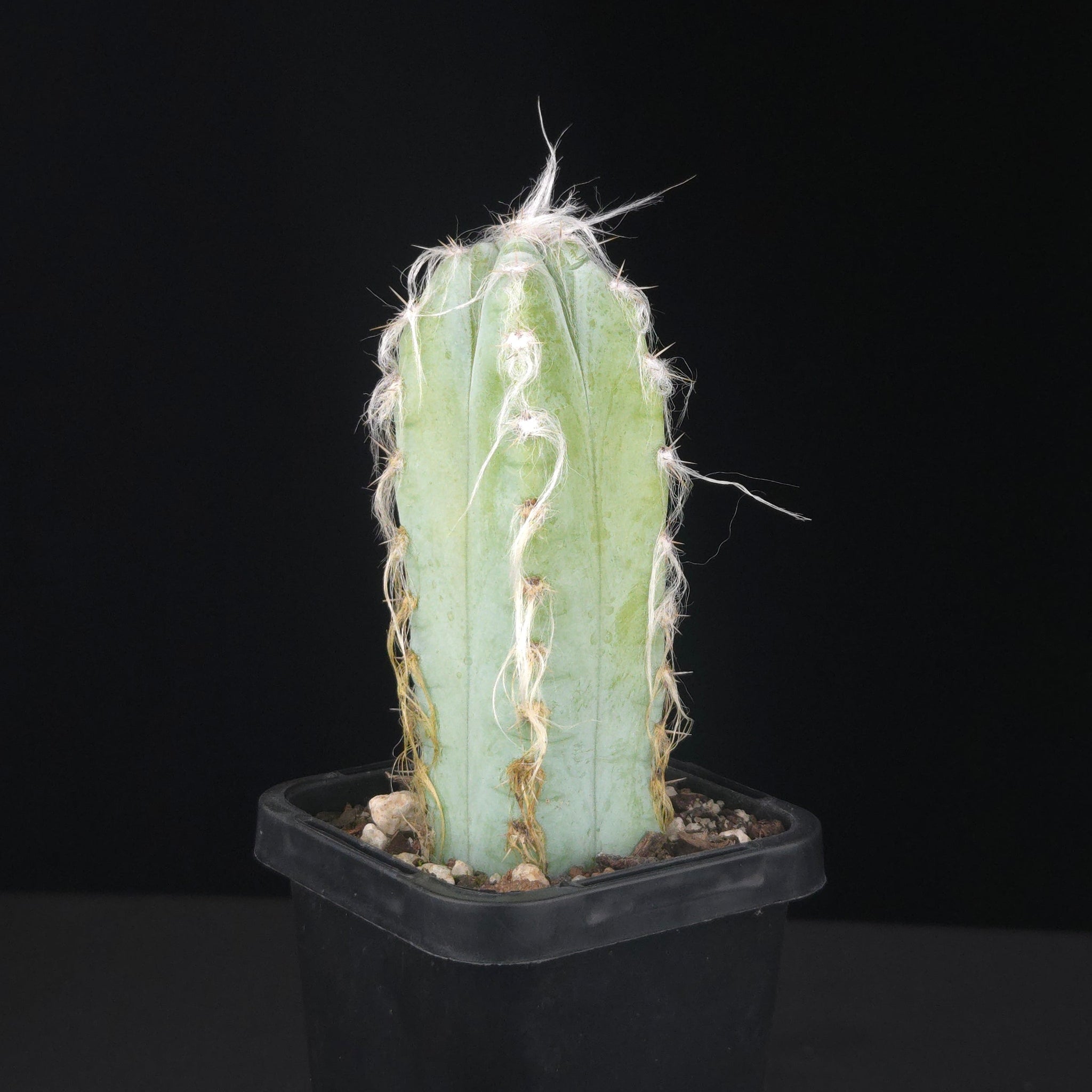 Pilosocereus glaucescens