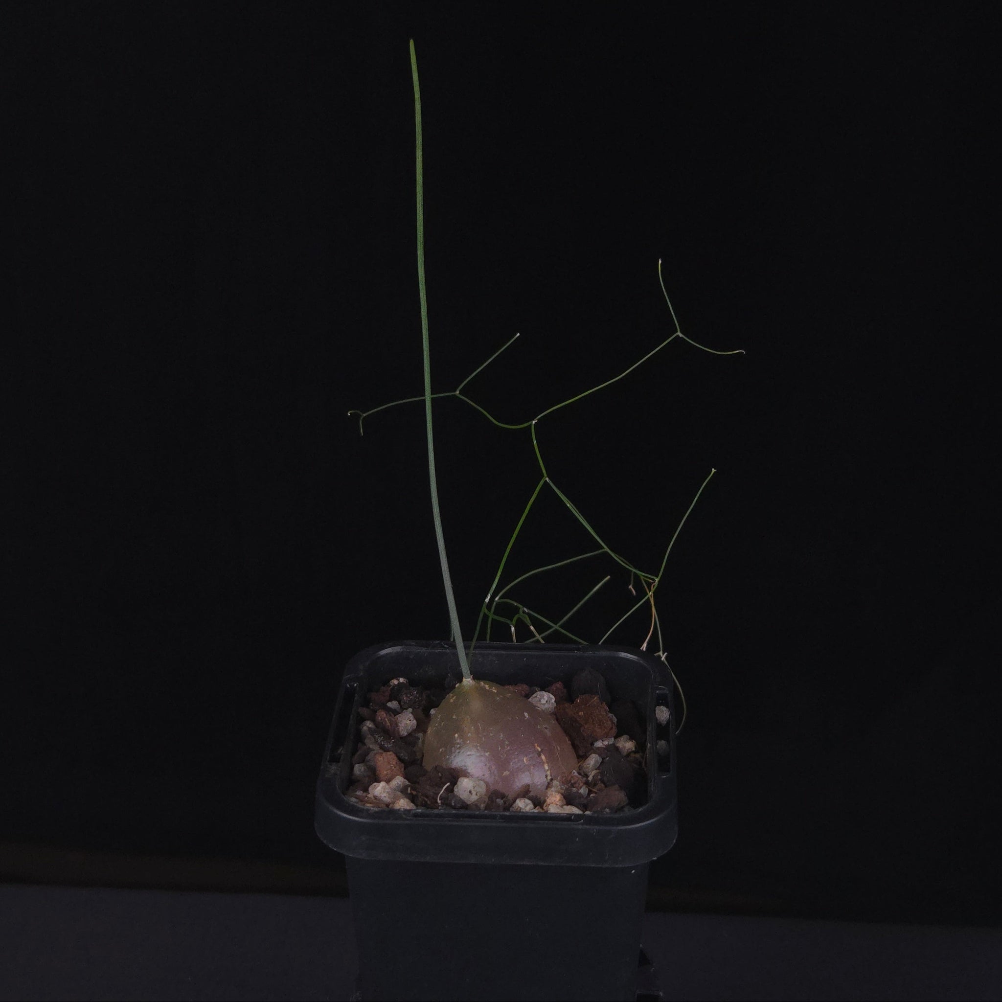 Schizobasis intricata (syn. Drimia intricata)