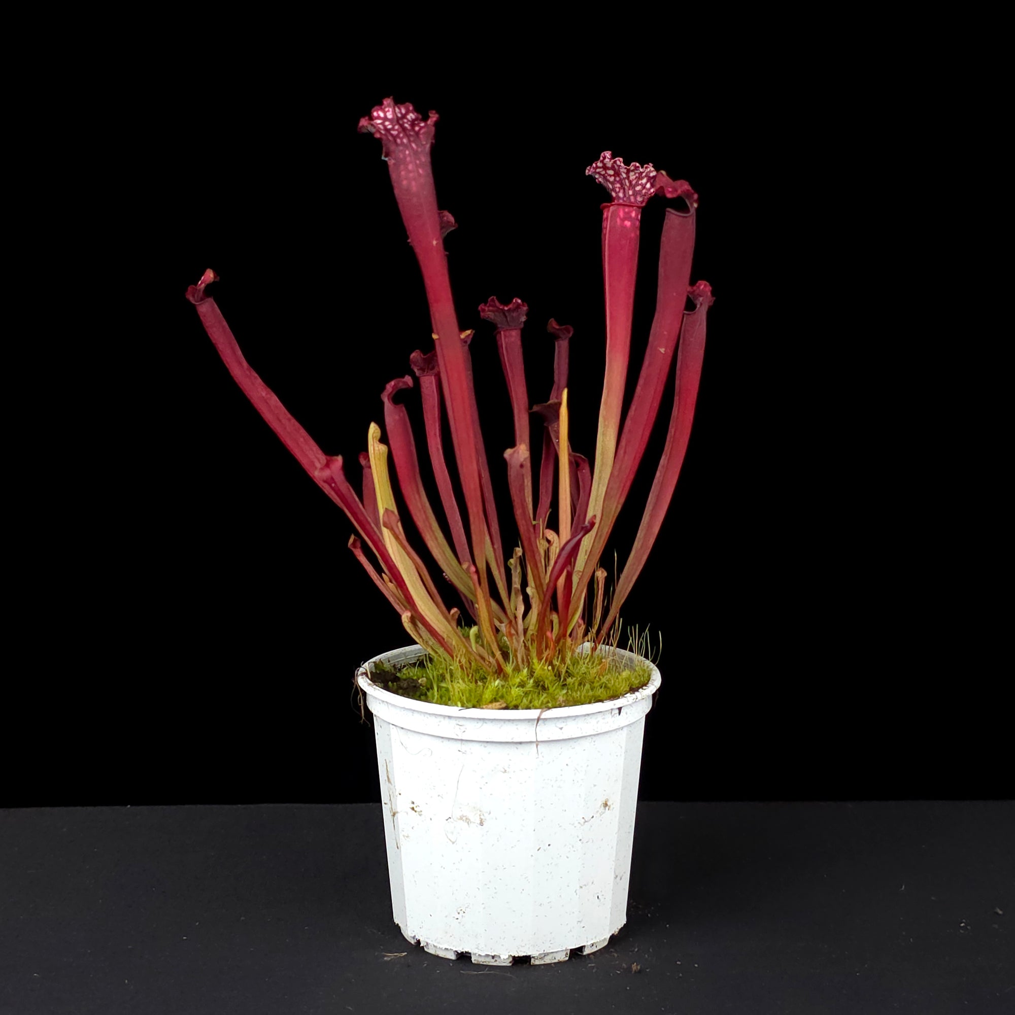 Sarracenia x mitchelliana