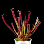 Sarracenia x mitchelliana