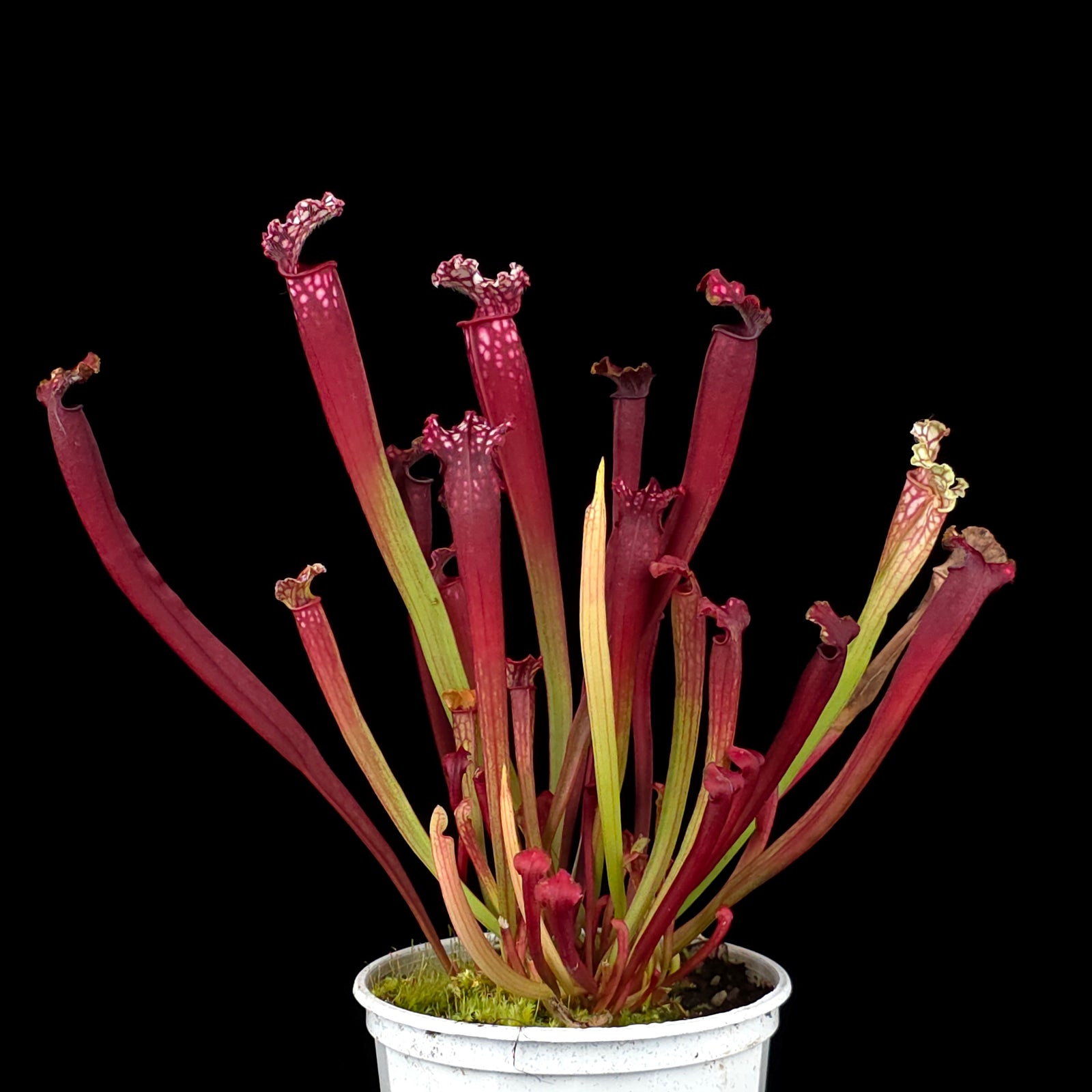 Sarracenia x mitchelliana