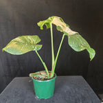 Monstera deliciosa 'Thai Constellation' – Original Thai Lineage (Bare Rooted) - One Off Specials