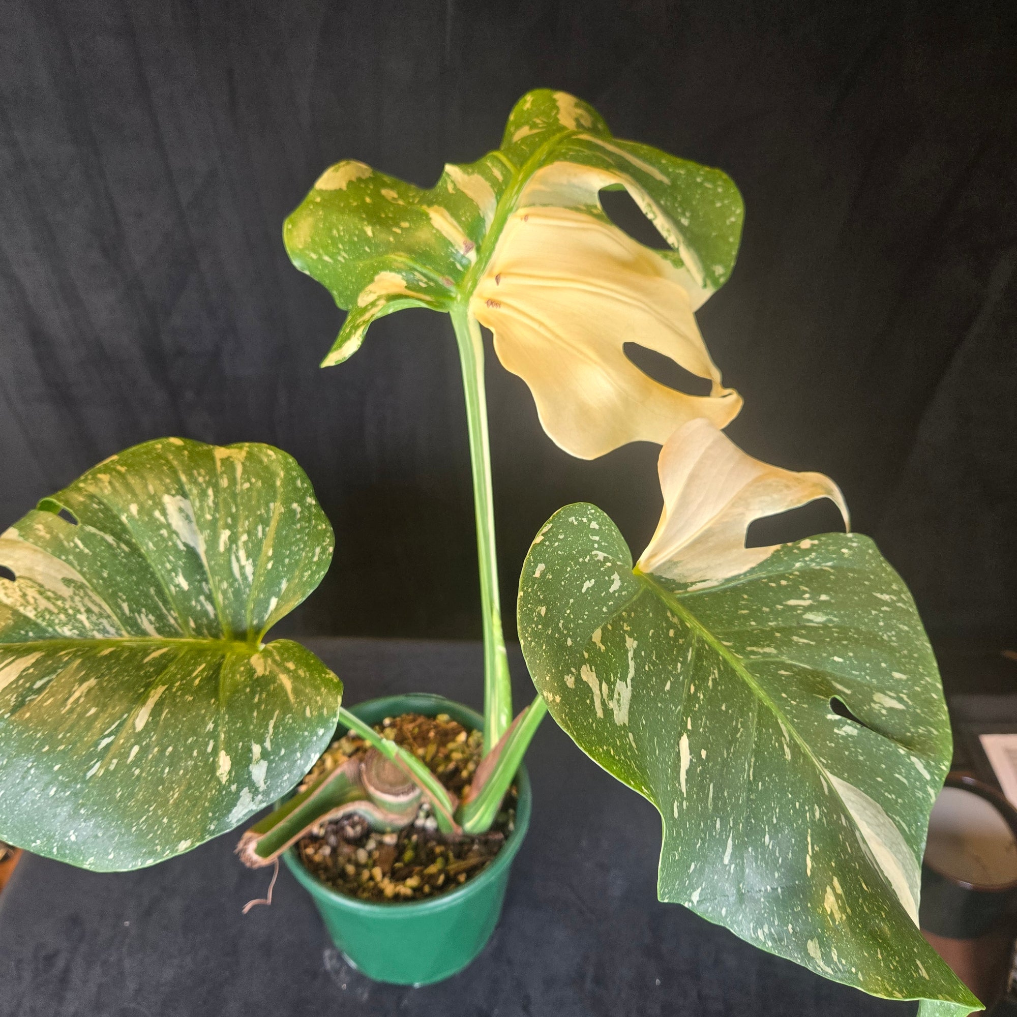 Monstera deliciosa 'Thai Constellation' – Original Thai Lineage (Bare Rooted) - One Off Specials