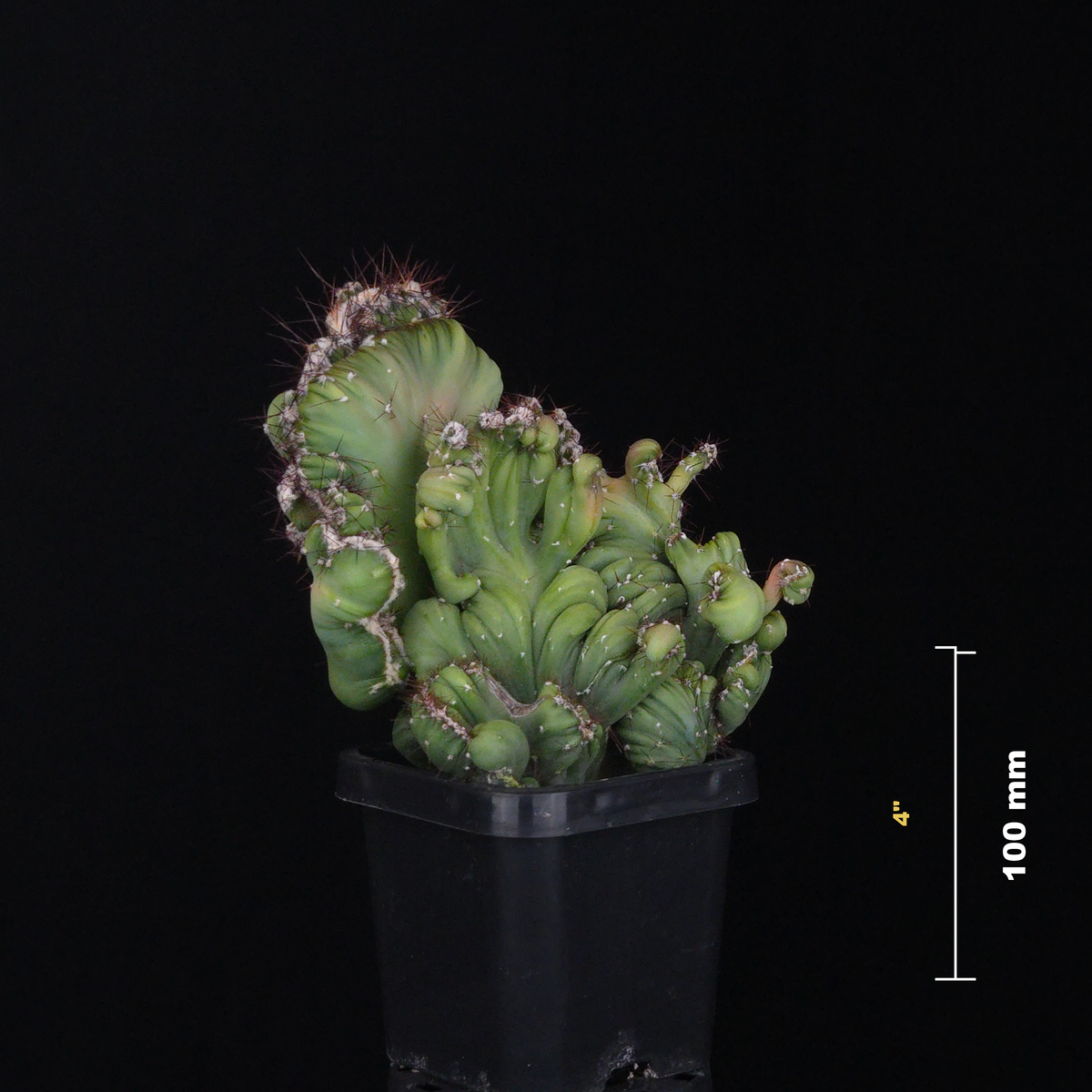 Cereus forbesii cv. Coral Cristata