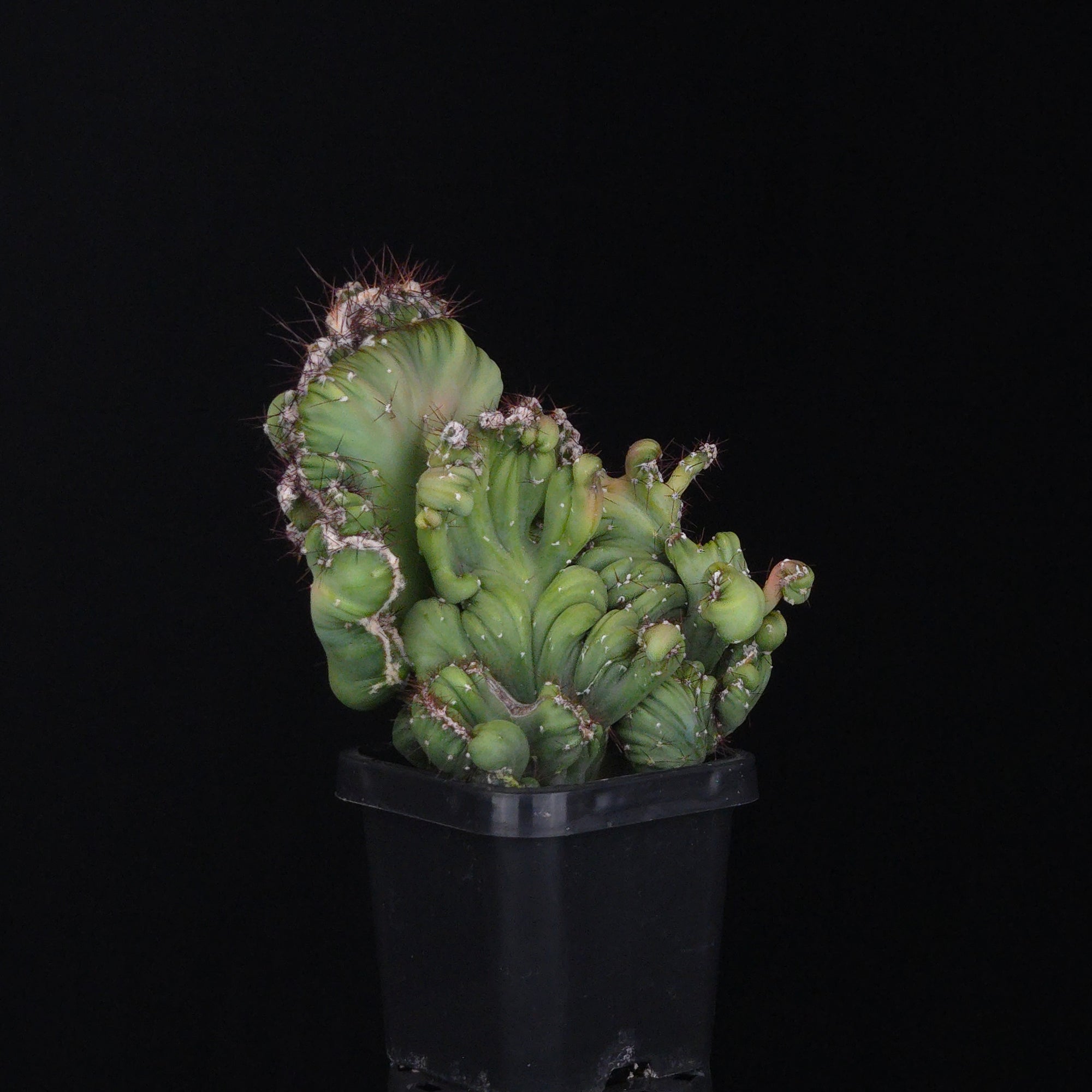 Cereus forbesii cristata (WA Prohibited)