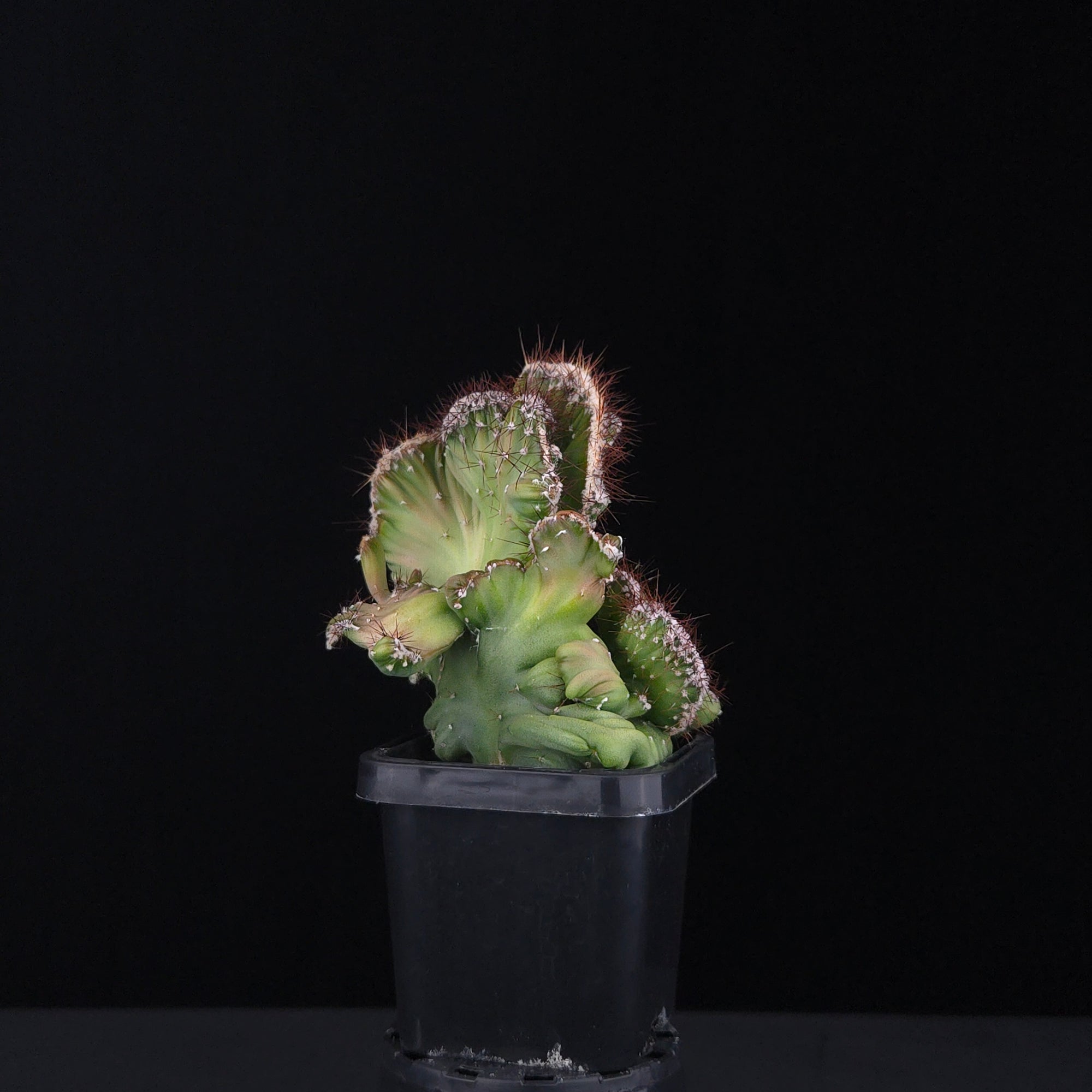 Cereus forbesii cristata (WA Prohibited)