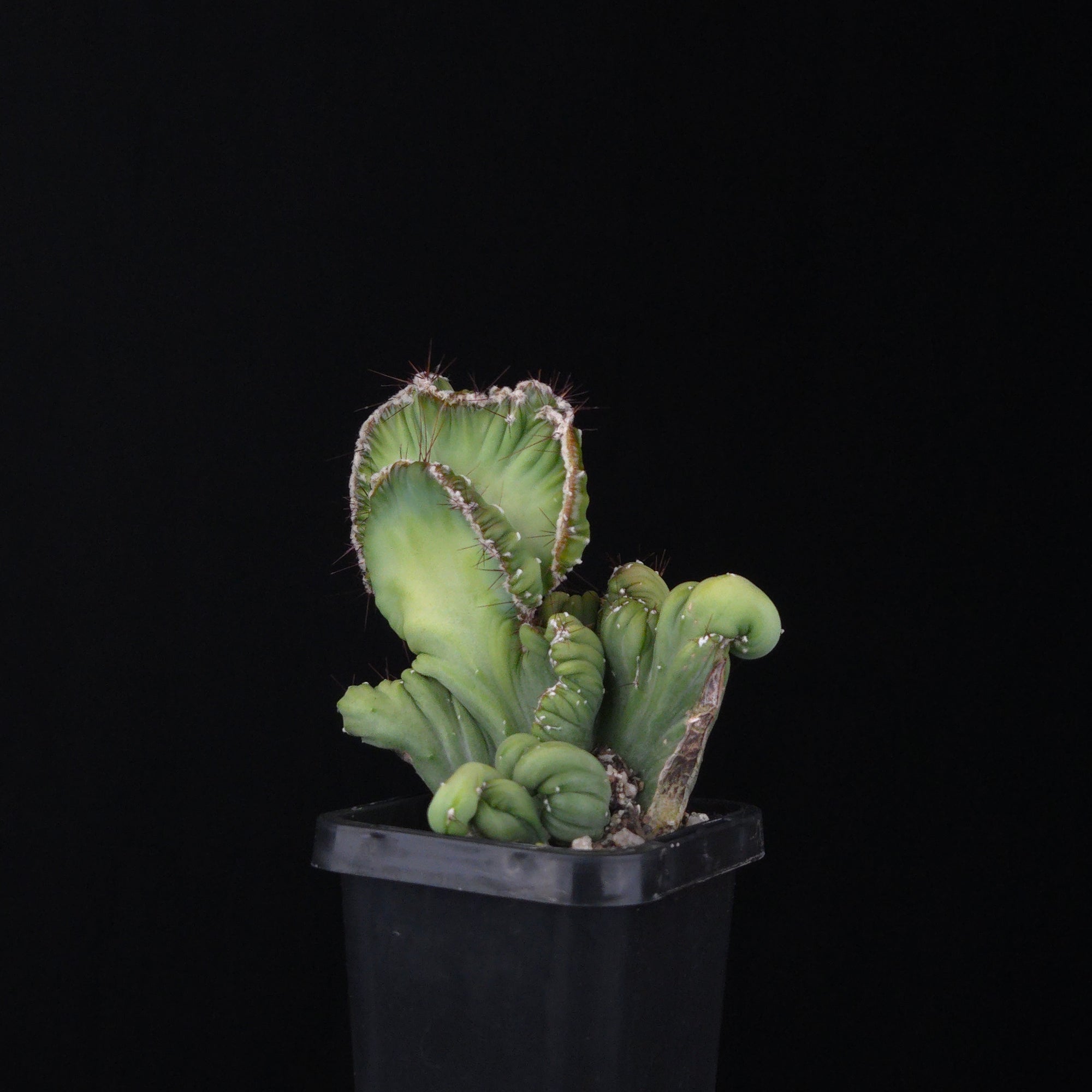 Cereus forbesii cristata (WA Prohibited)