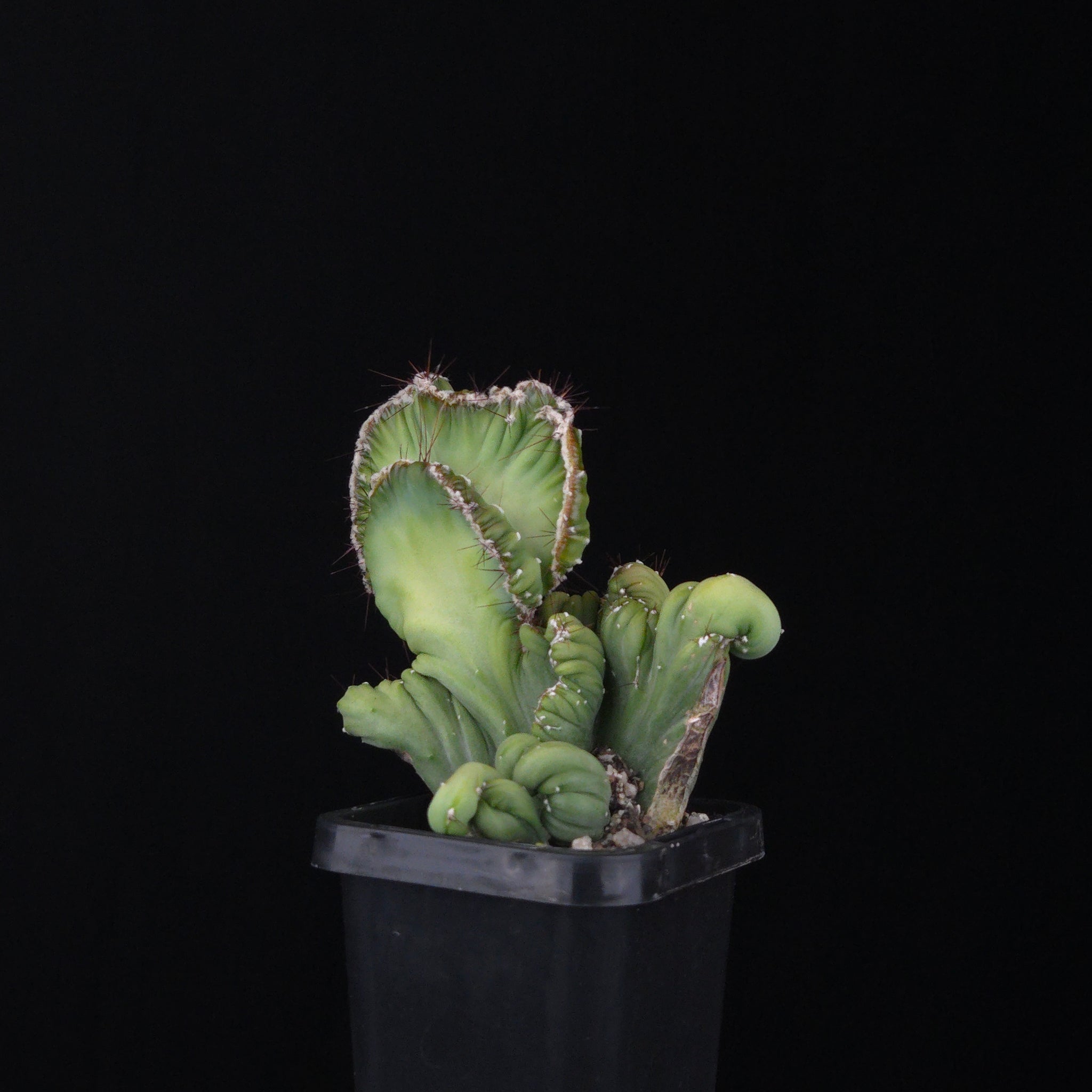 Cereus forbesii cristata (WA Prohibited)