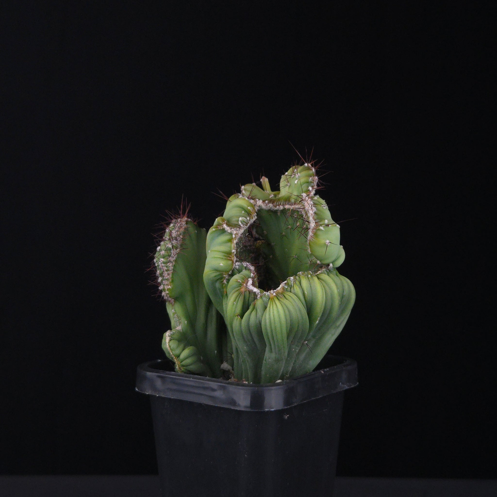 Cereus forbesii cristata (WA Prohibited)